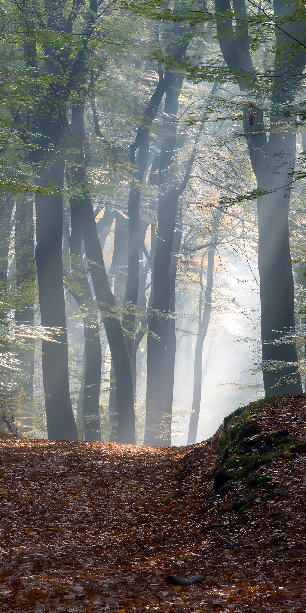 PDGIT7563157: Sentiero d’autunno tra nebbia e sole