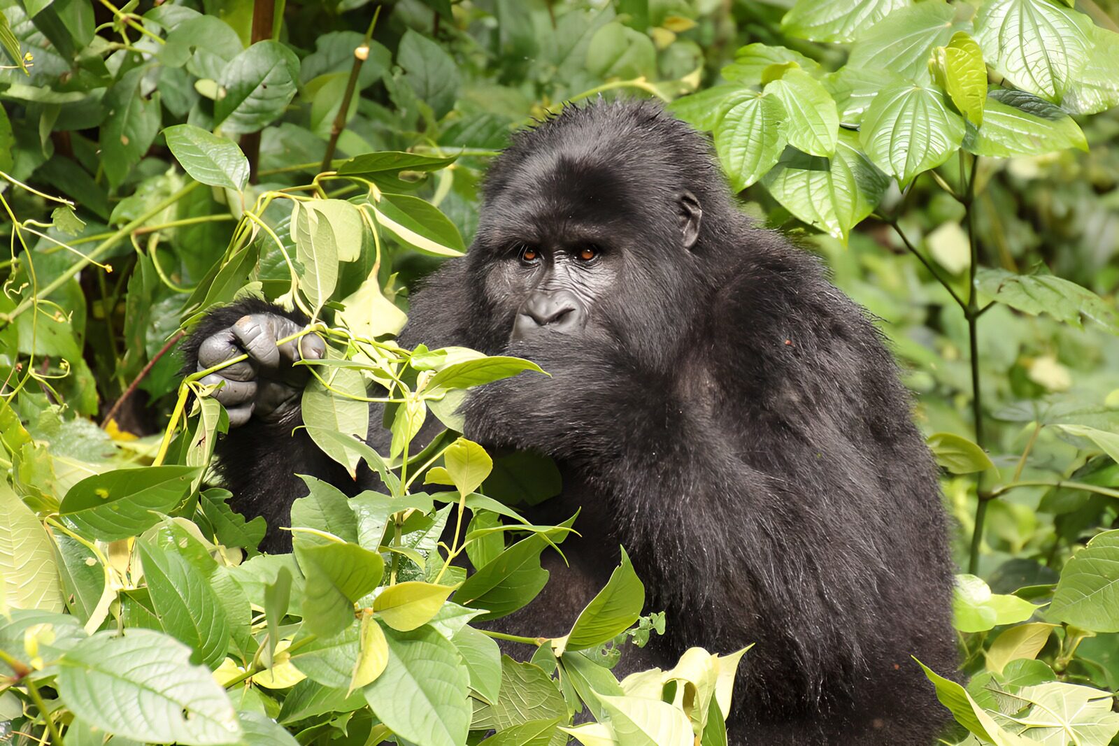 PDGIT2650741: Gorilla in quiete tra le foglie