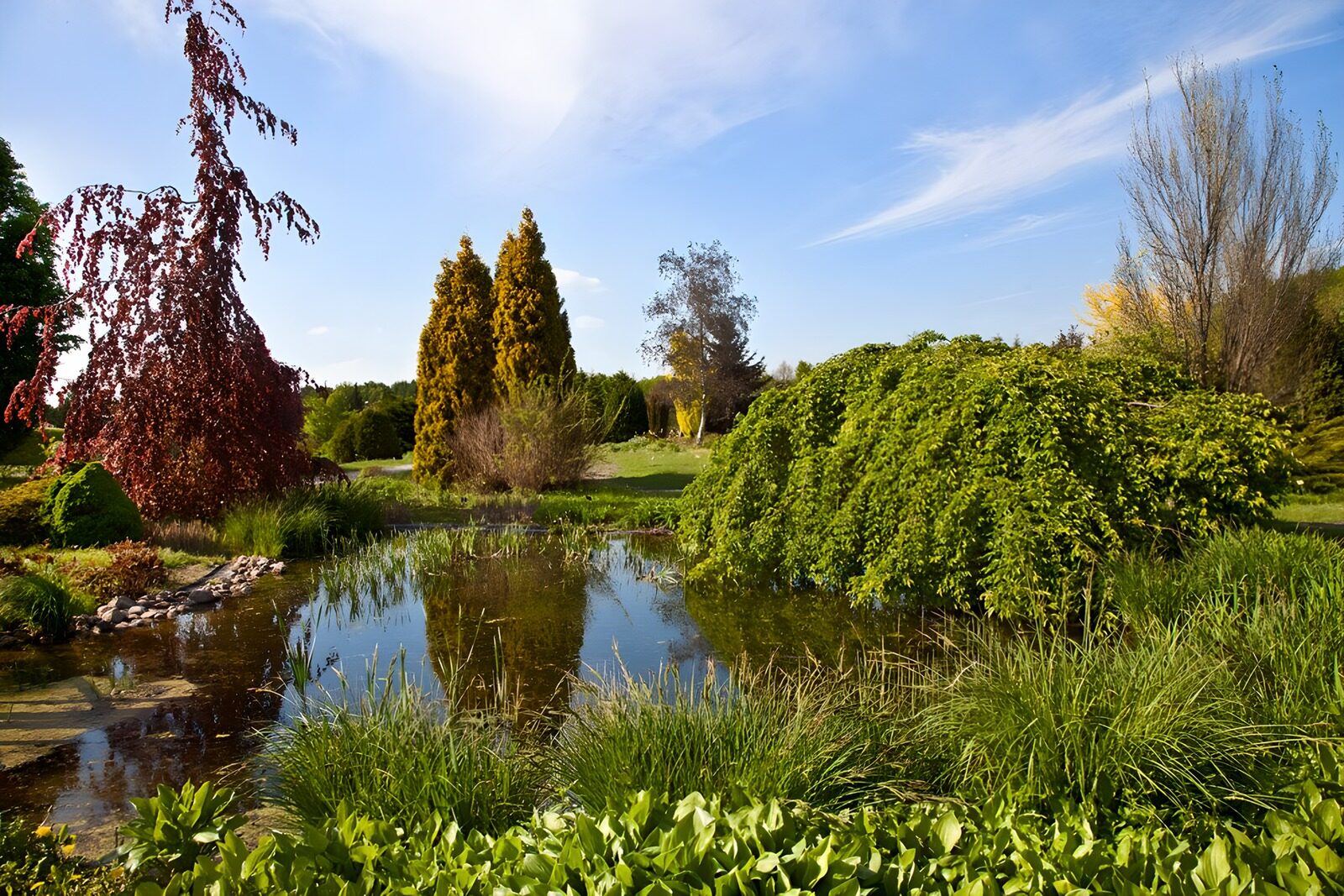 PDGIT7230575: Stagno tra alberi verdi e foglie bordeaux