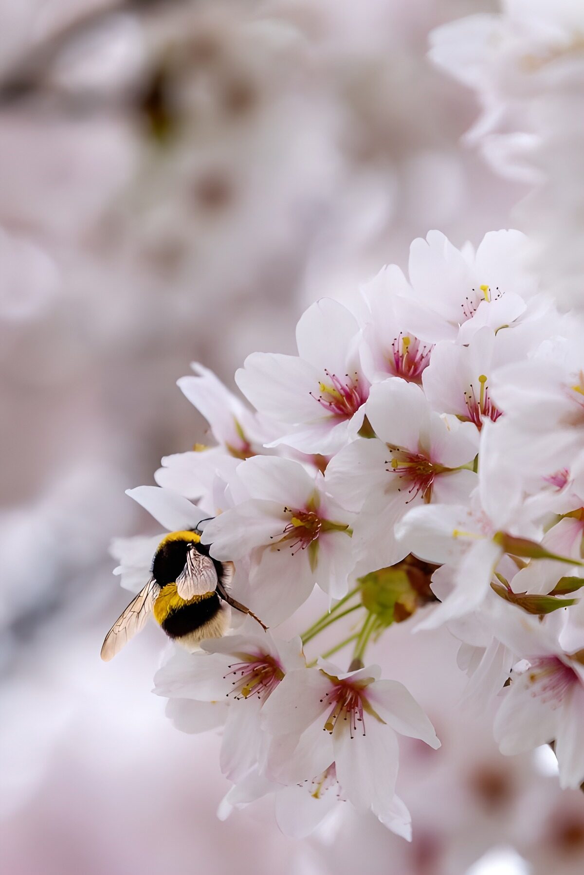 PDGIT3207567: Bombo tra i delicati fiori di ciliegio