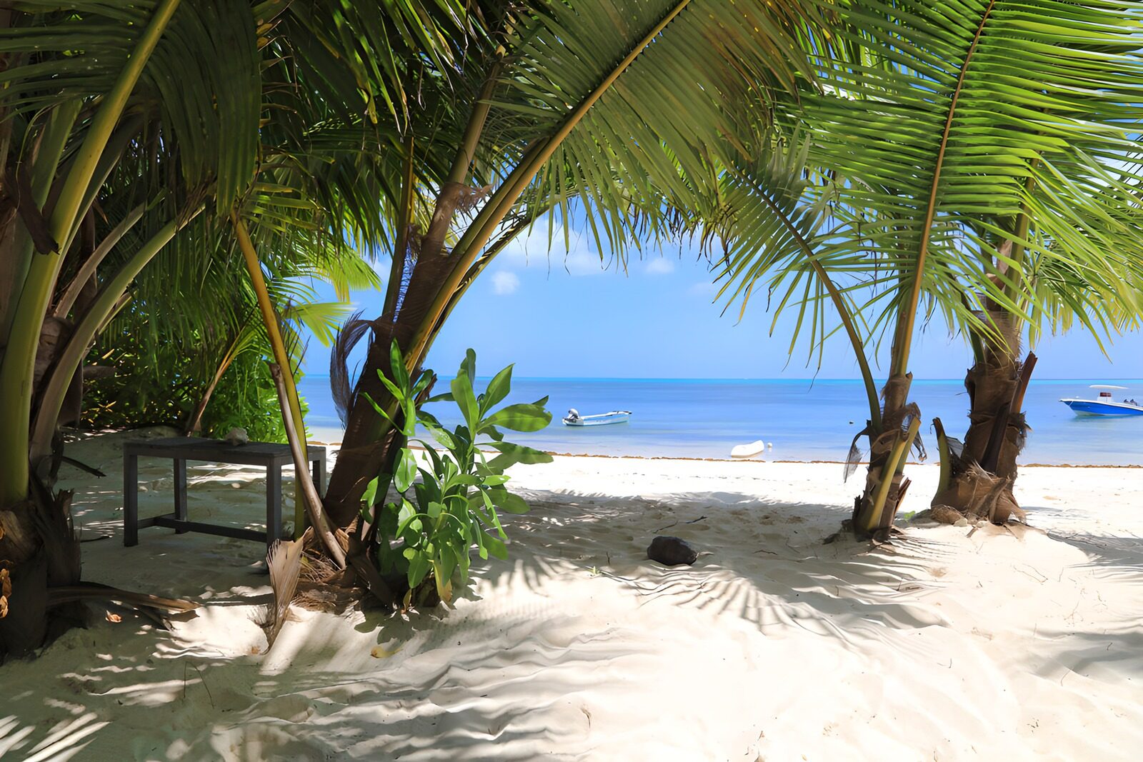 PDGIT6944022: Palme e barche su una spiaggia tropicale