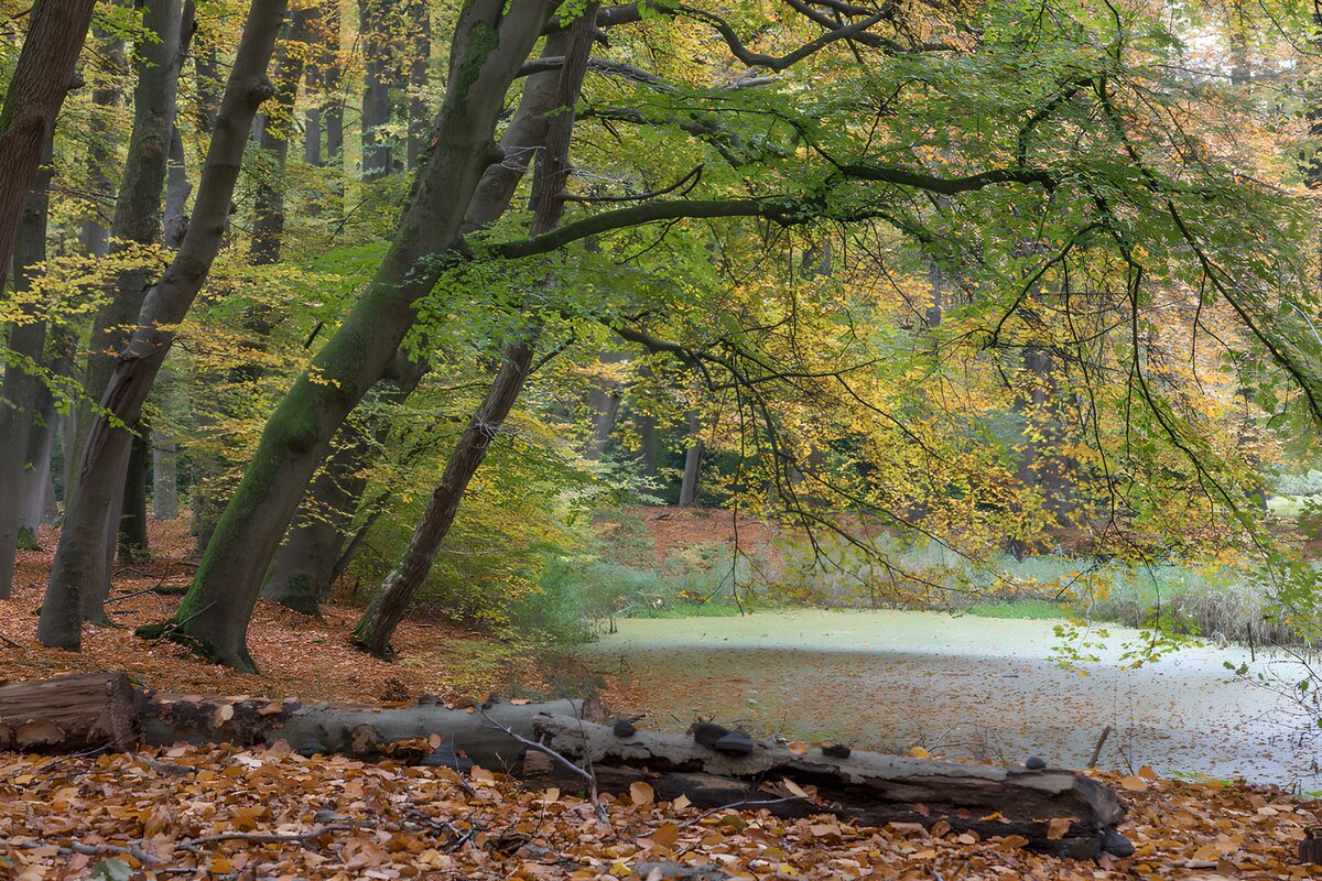 PDGIT4497340: Stagno d’autunno tra le fronde