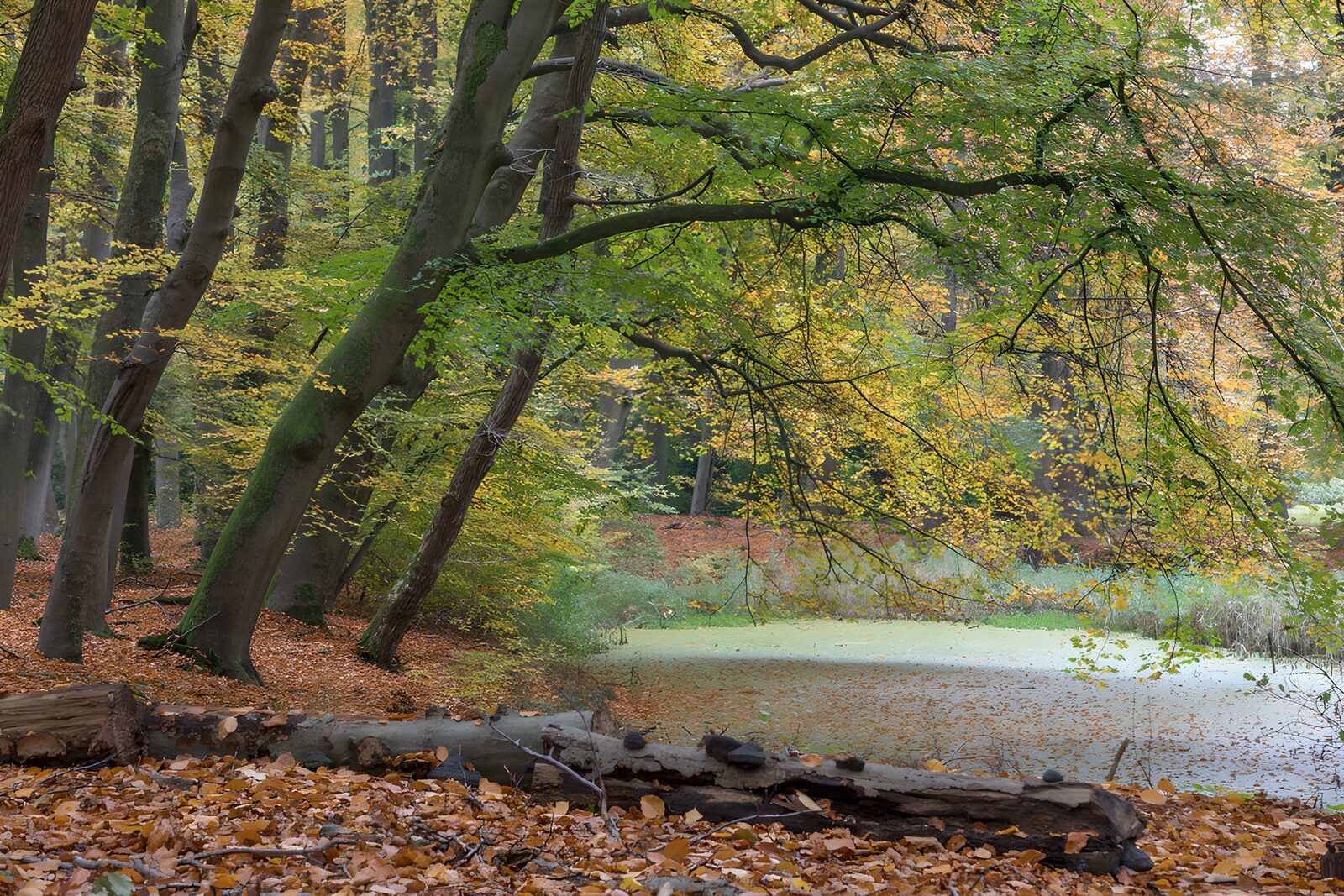 PDGIT4497340: Stagno d’autunno tra le fronde