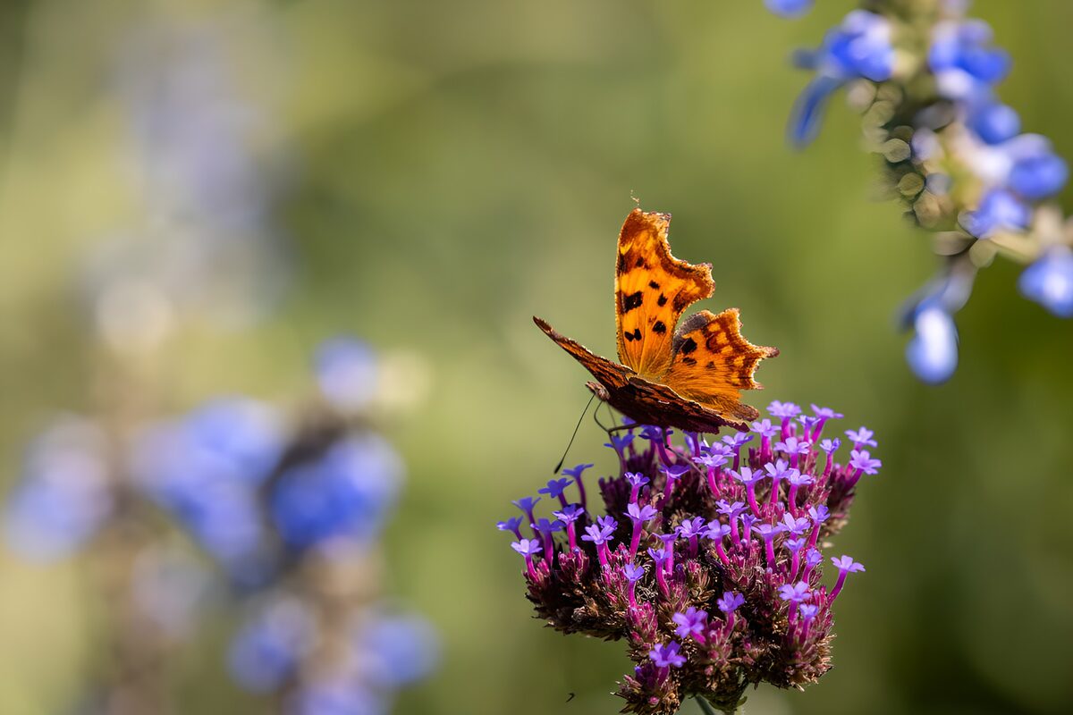 PDGIT5372975: Farfalla arancione sui fiori al sole