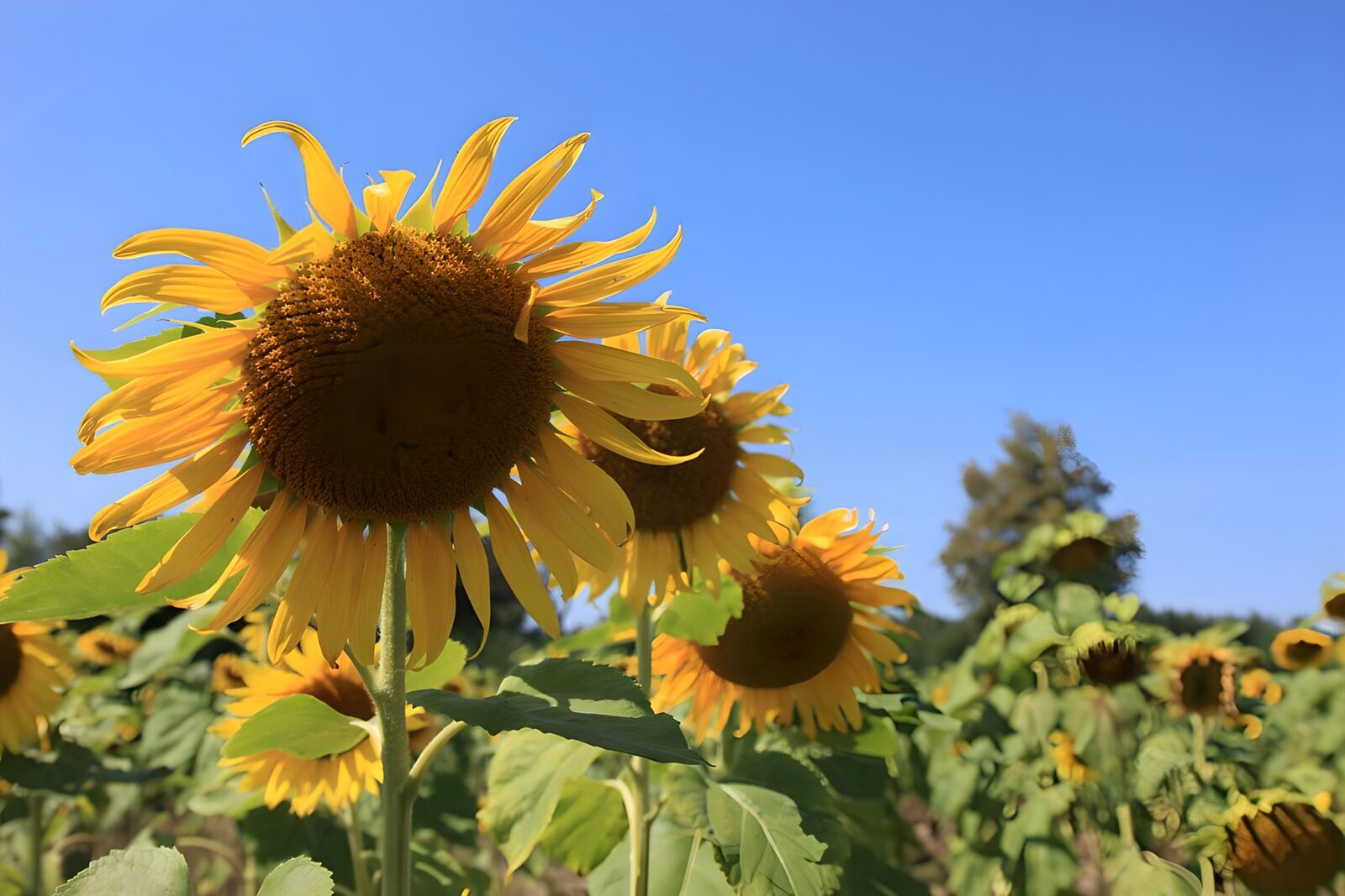 PDGIT4235375: Un girasole si affaccia sull’estate
