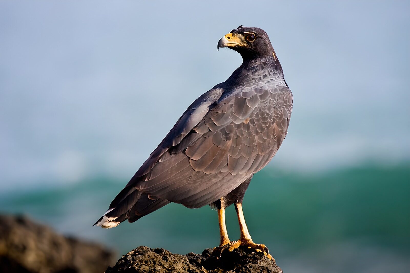 PDGIT5871385: Rapace scuro sulla roccia sul mare