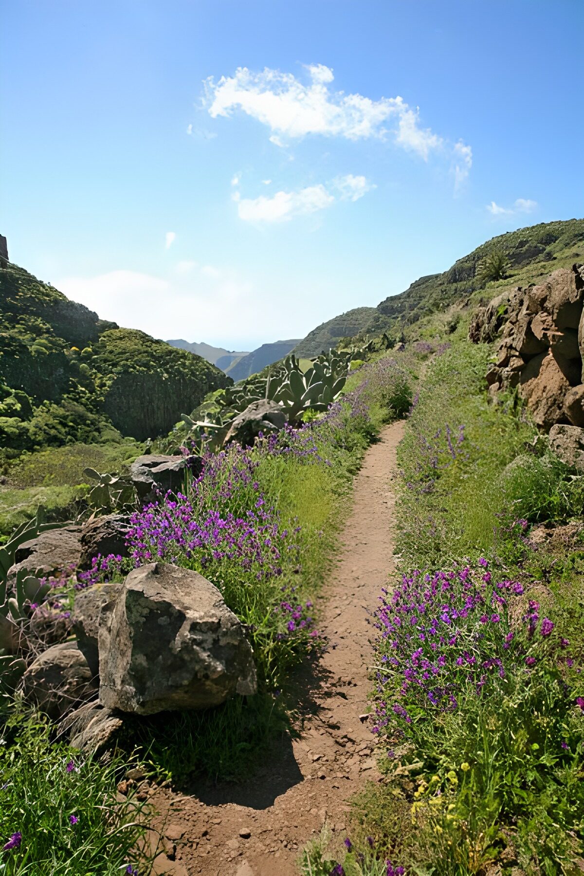 PDGIT5162598: Sentiero al sole tra rocce e fiori viola