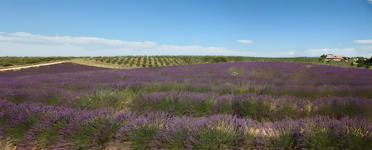 PDGIT8838881: Onde di lavanda verso l’orizzonte