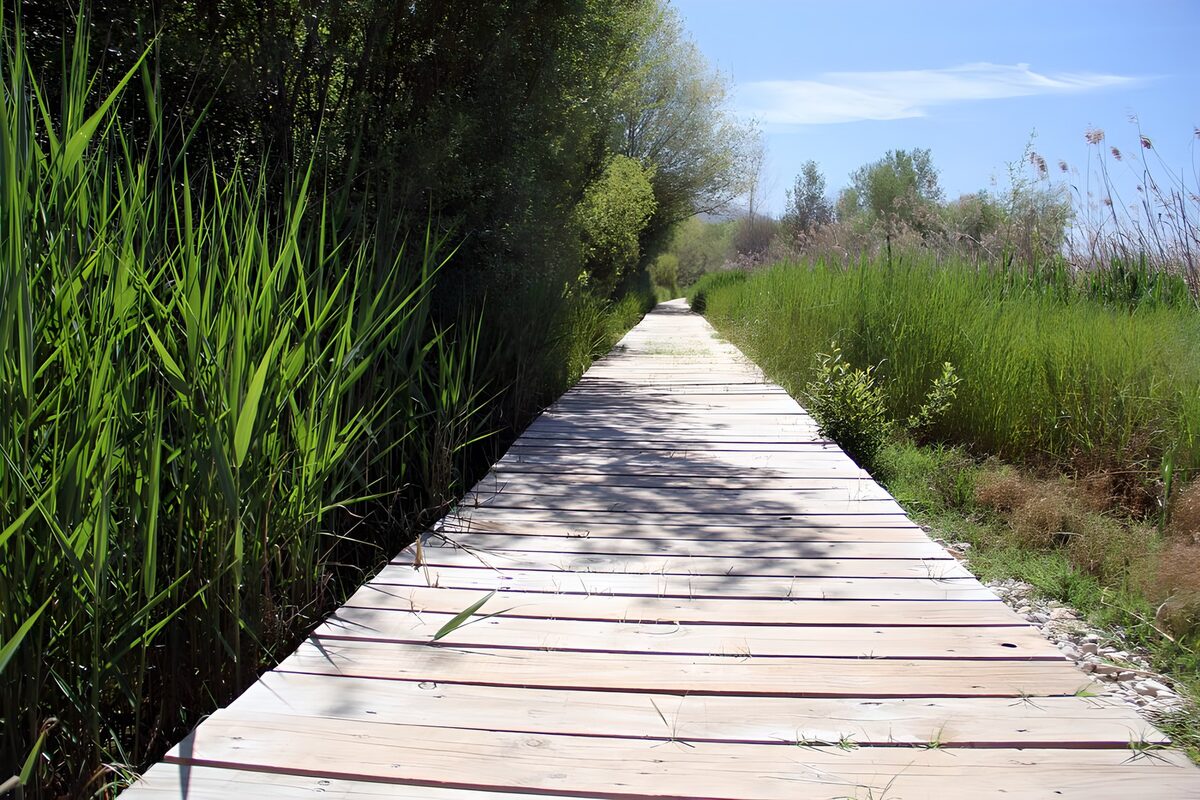 PDGIT2147710: Passerella al sole tra le canne