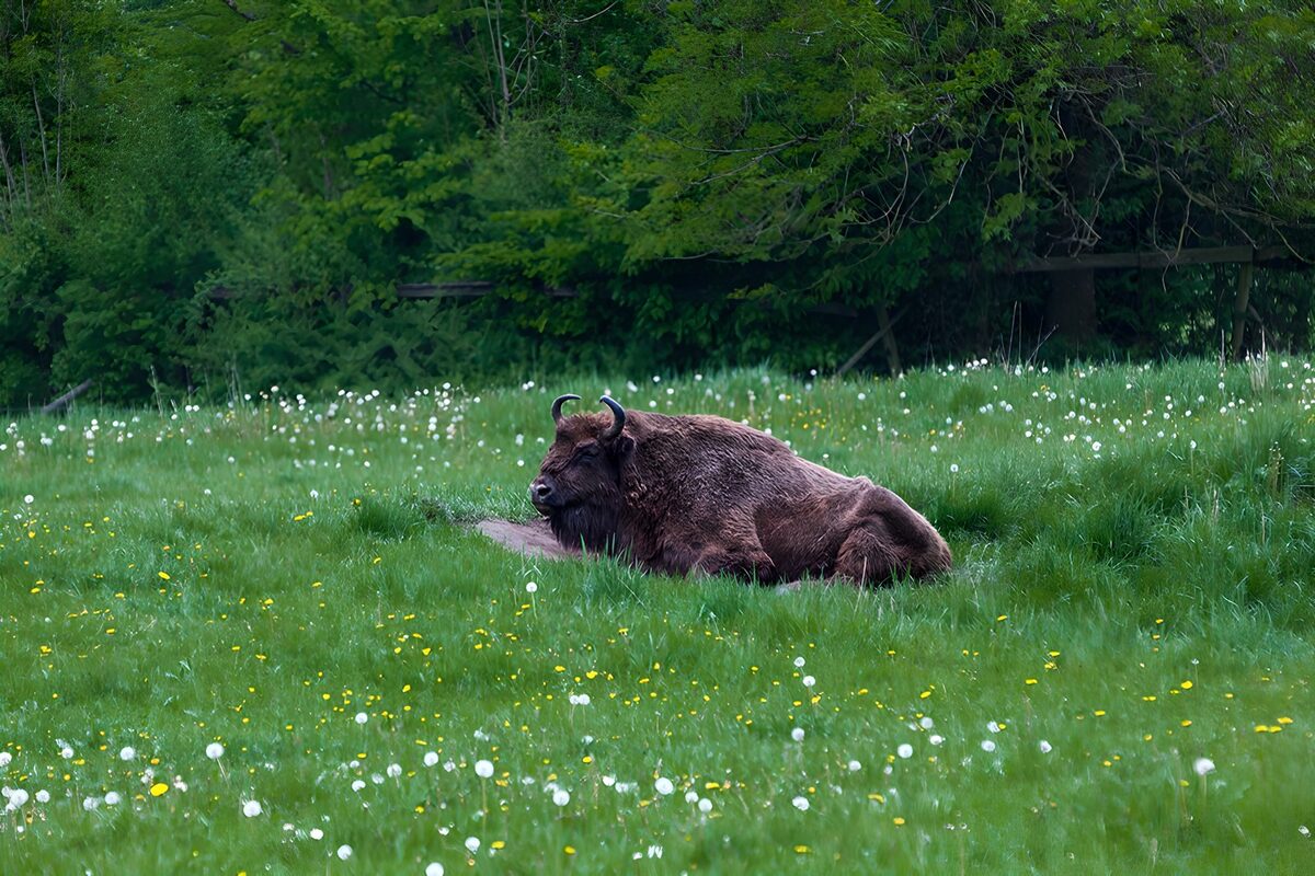 Bisonte europeo a riposo nel prato