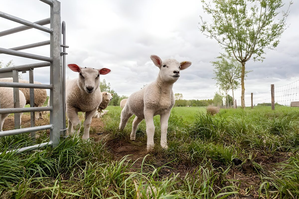 Pecore e agnello al cancello aperto