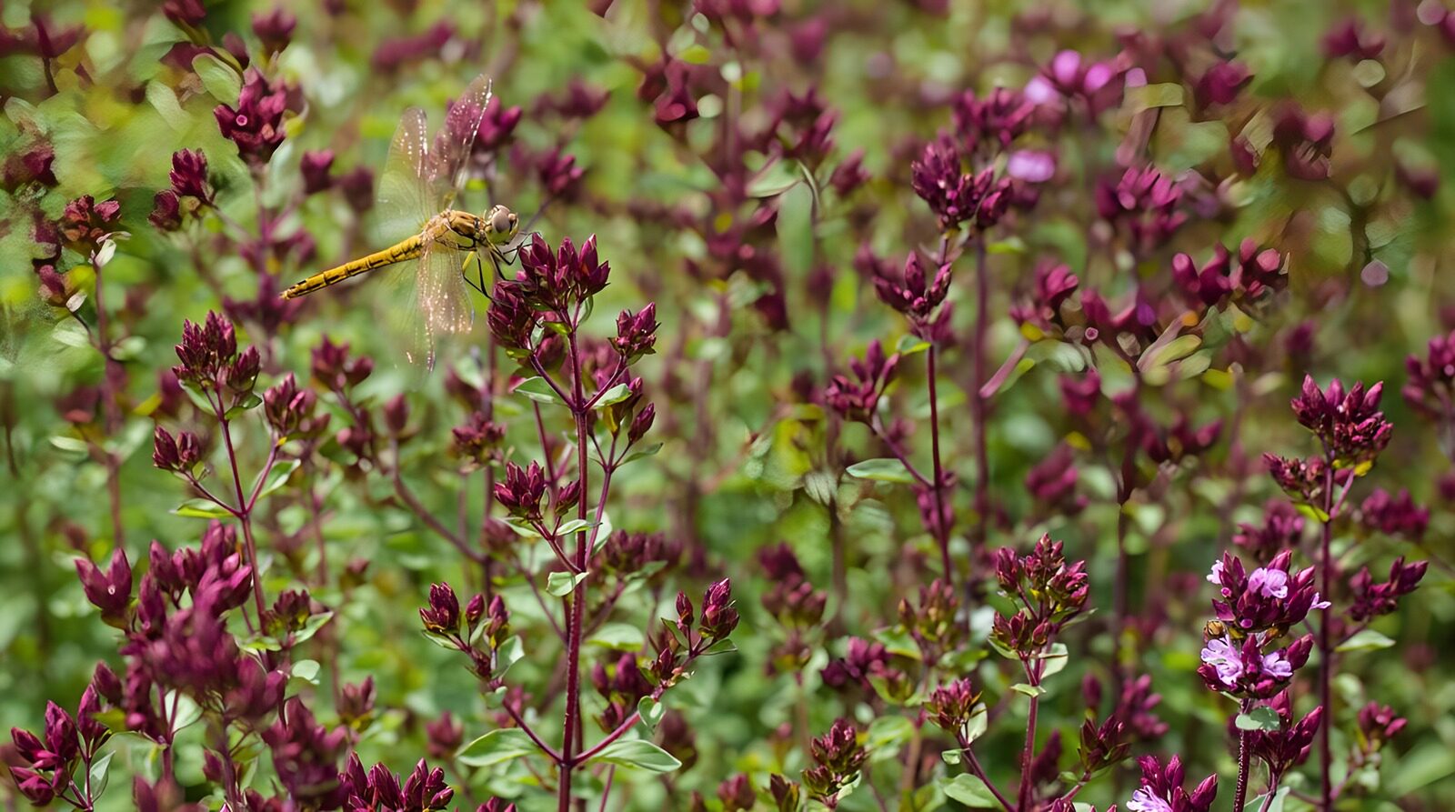 PDGIT4436270: Libellula gialla sui boccioli viola