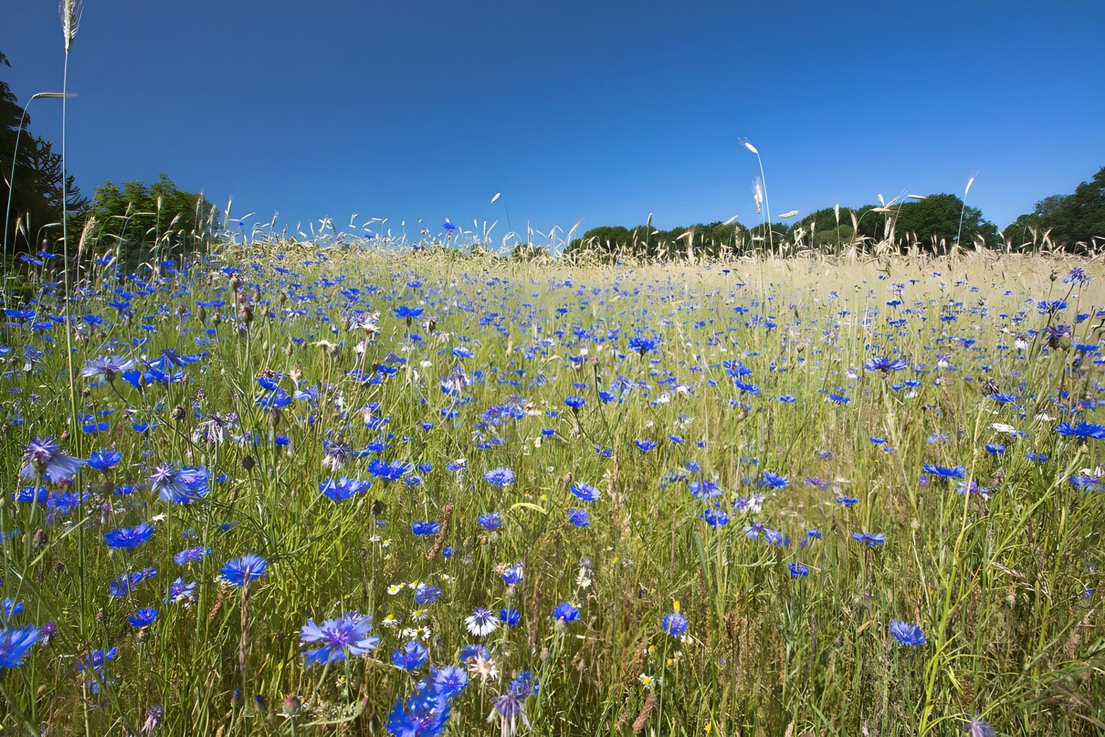PDGIT4099675: Prato di fiordalisi al sole