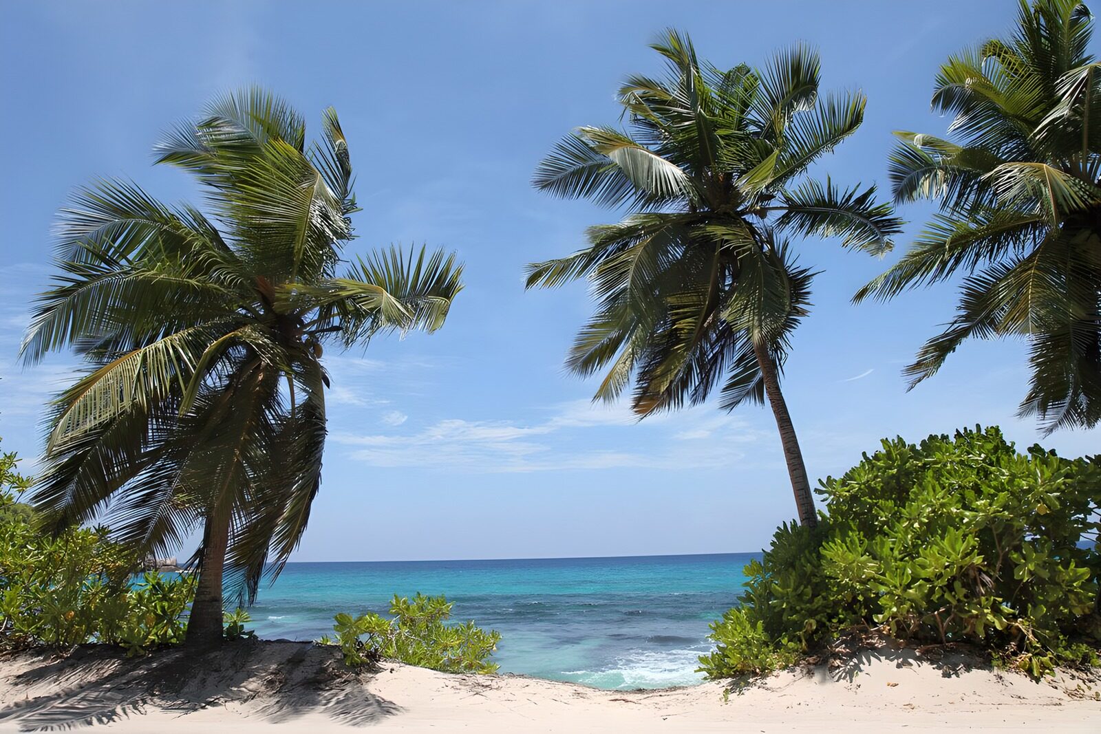 PDGIT4375633: Spiaggia tropicale tra palme e mare azzurro