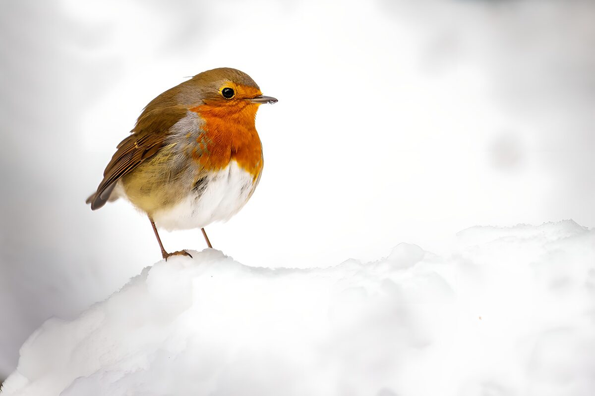 PDGIT5594419: Pettirosso sulla neve d’inverno