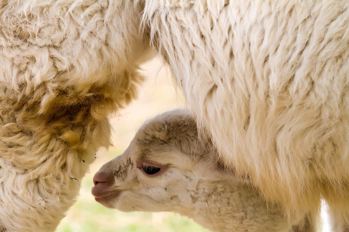 Cucciolo di camelide sotto il folto vello
