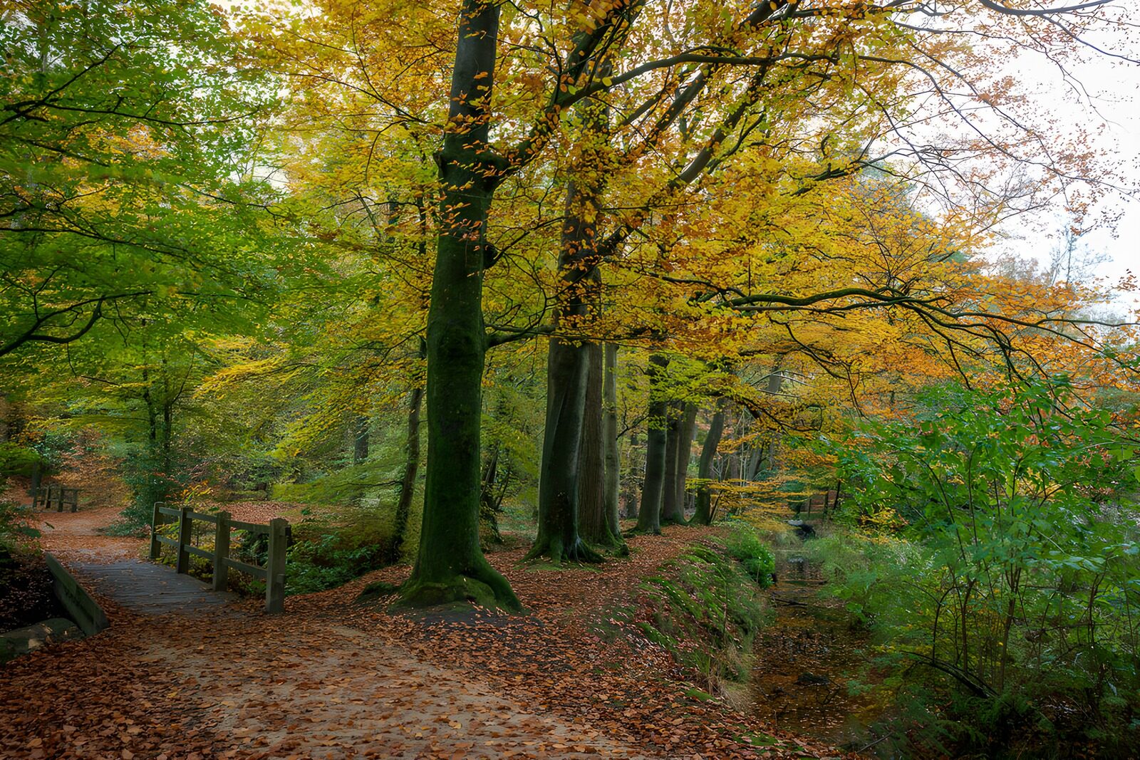 PDGIT1402097: Sentiero e ponticello nel bosco d’autunno