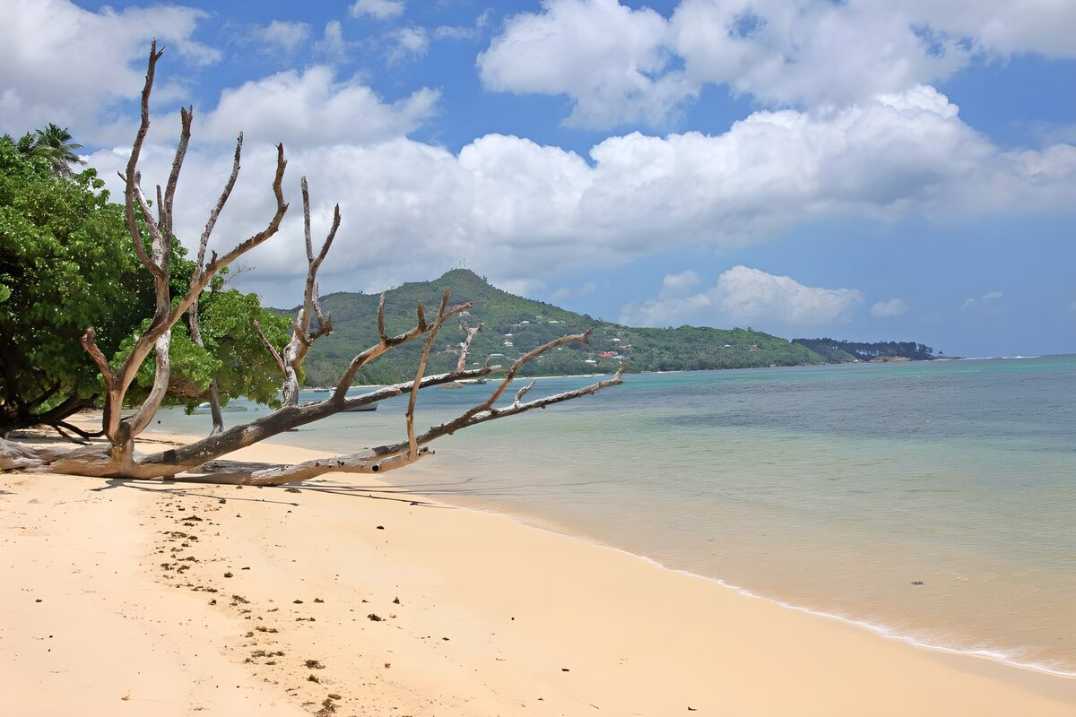 PDGIT6687535: Spiaggia con albero caduto e mare calmo