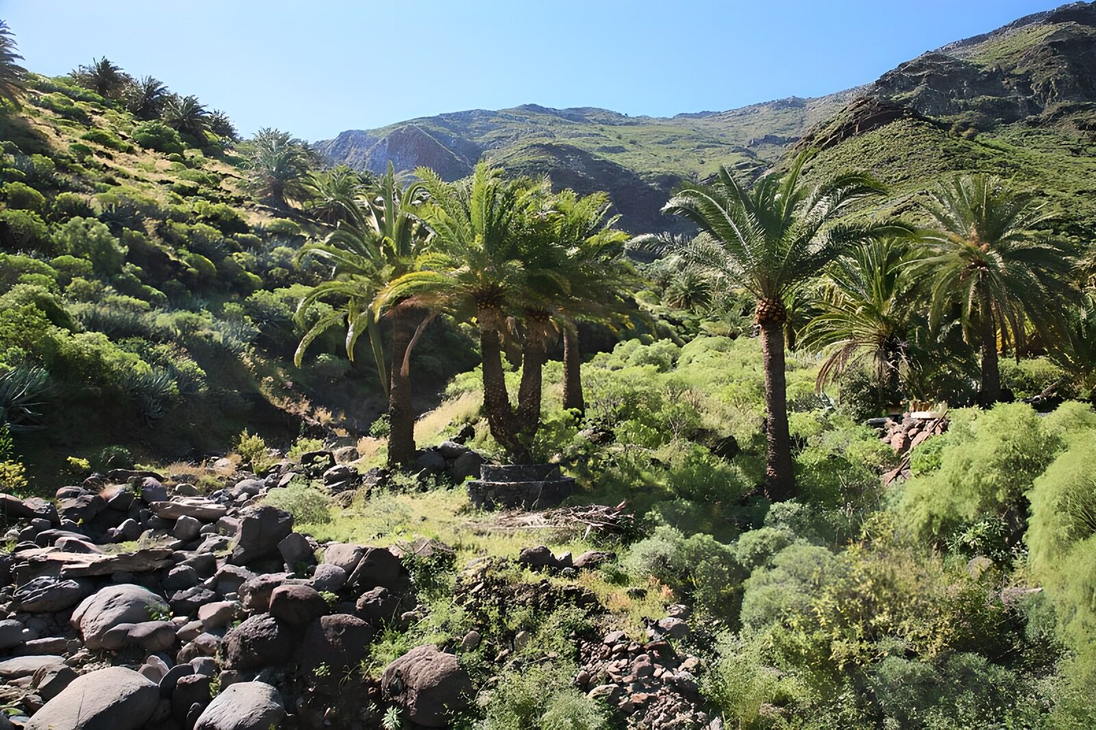 PDGIT7889225: Palme nella valle rocciosa