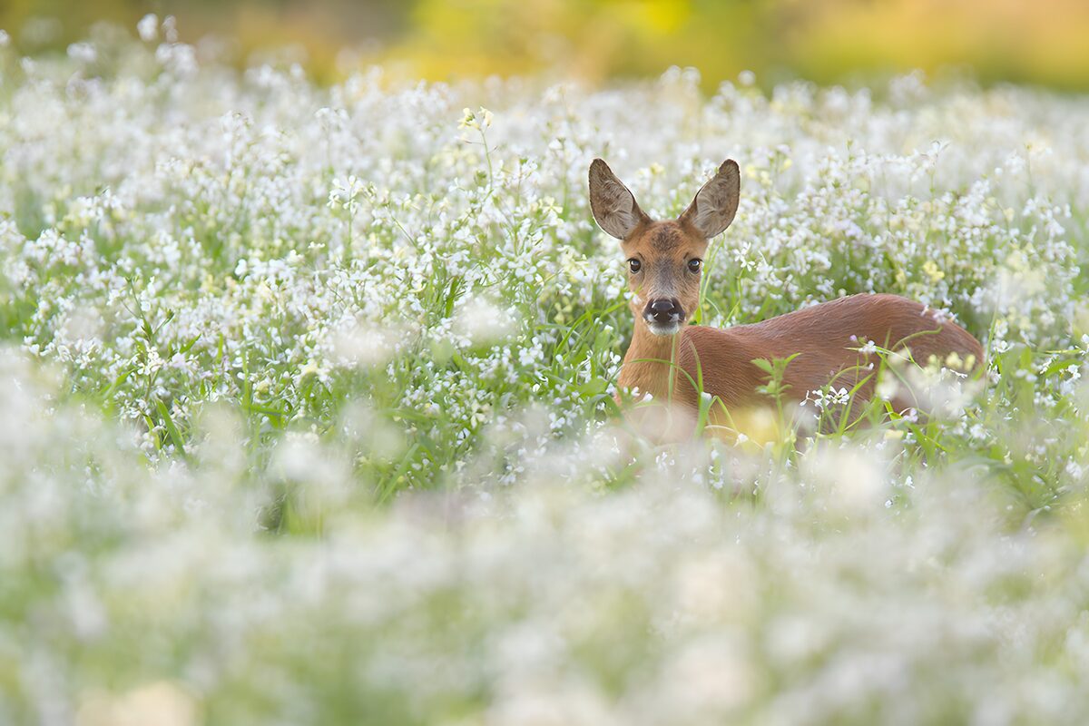Capriolo tra i fiori bianchi