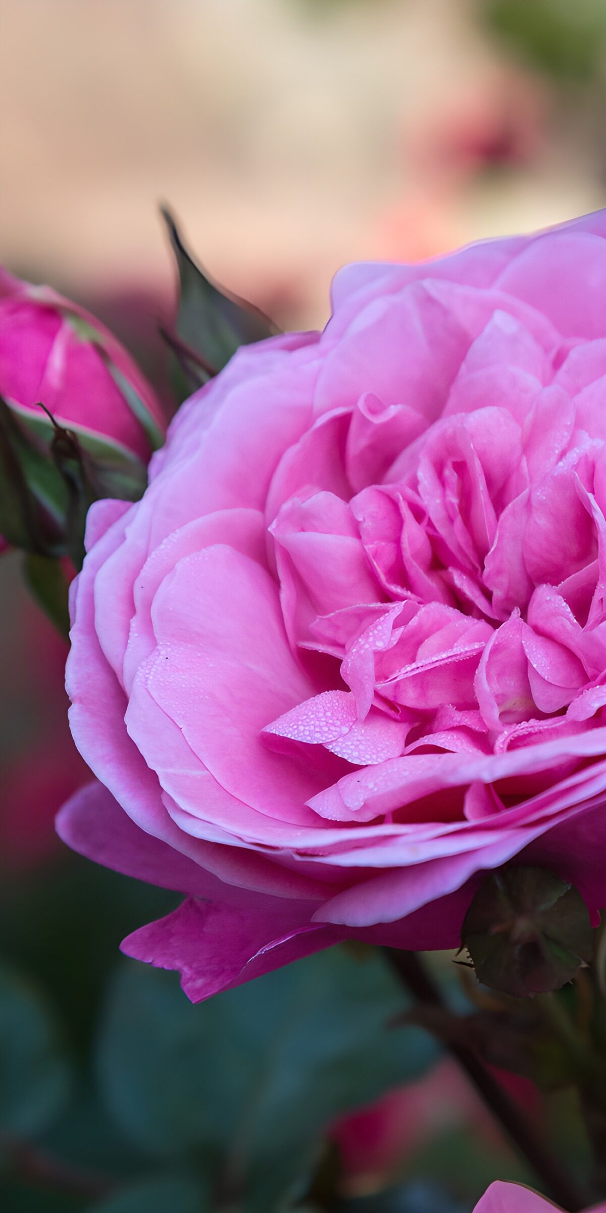 PDGIT6279556: Rosa in primo piano nella luce morbida