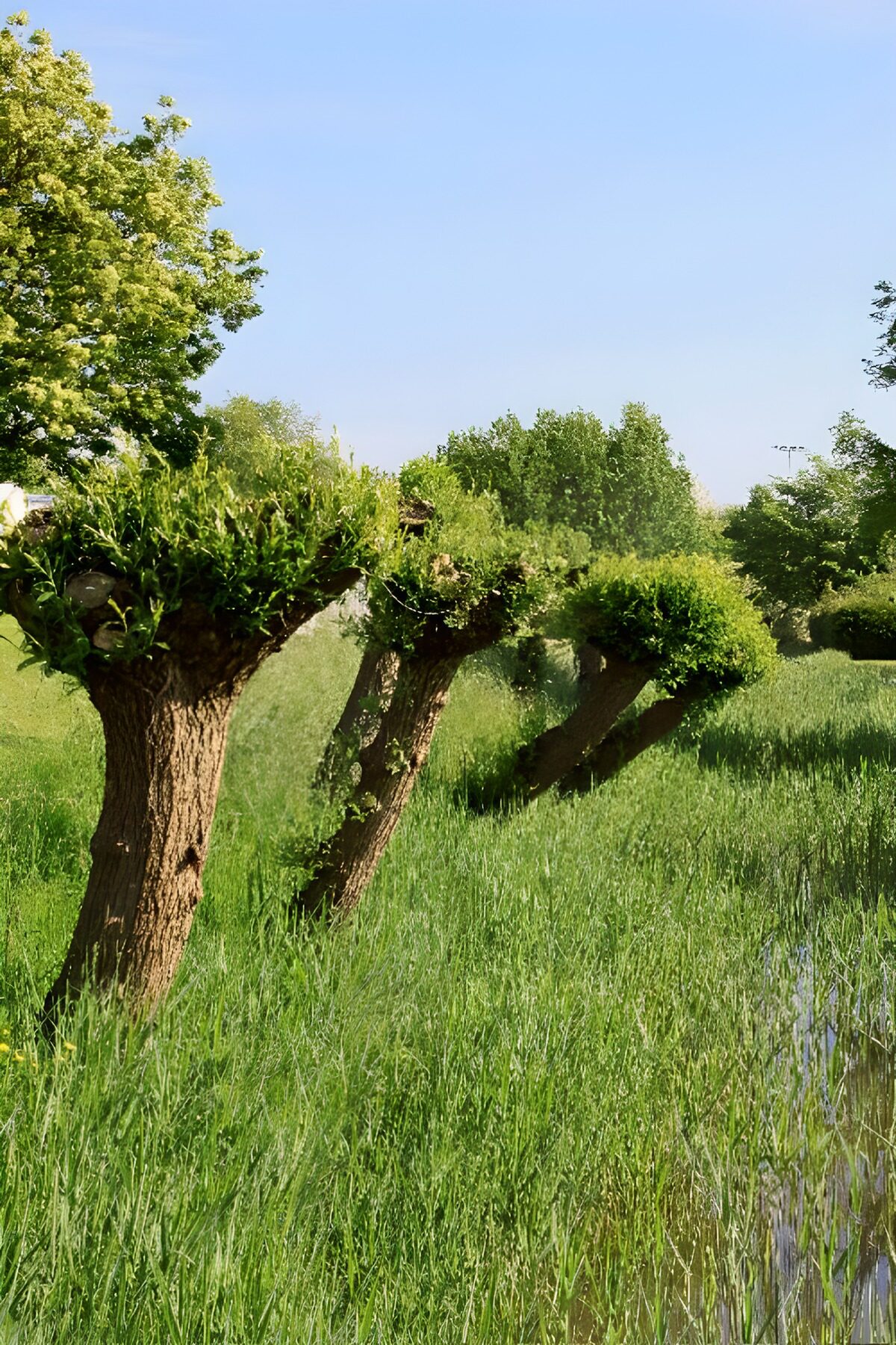 PDGIT7597554: Alberi capitozzati tra erba e acqua