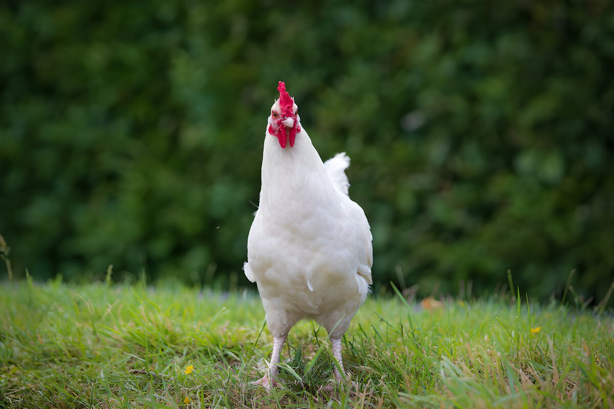 Pollo bianco nell’erba verde