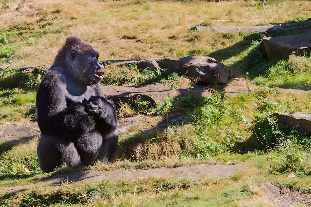 PDGIT1497892: Gorilla seduto tra erba e rocce al sole