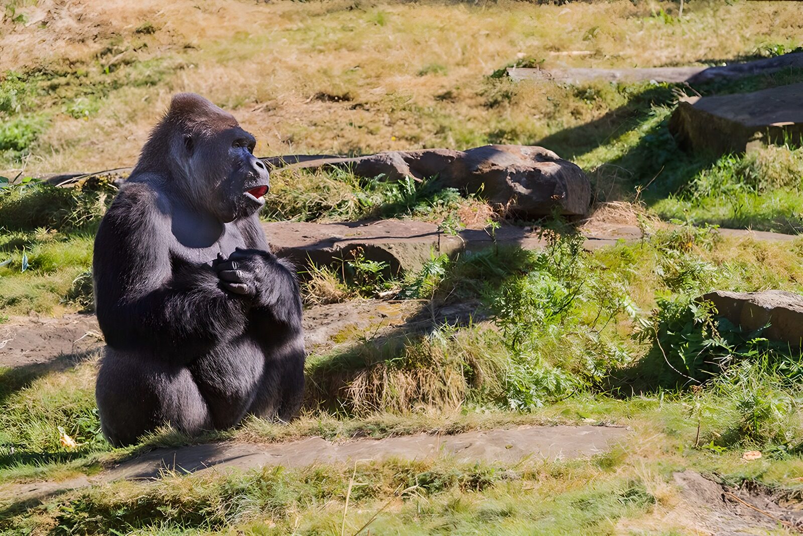 PDGIT1497892: Gorilla seduto tra erba e rocce al sole