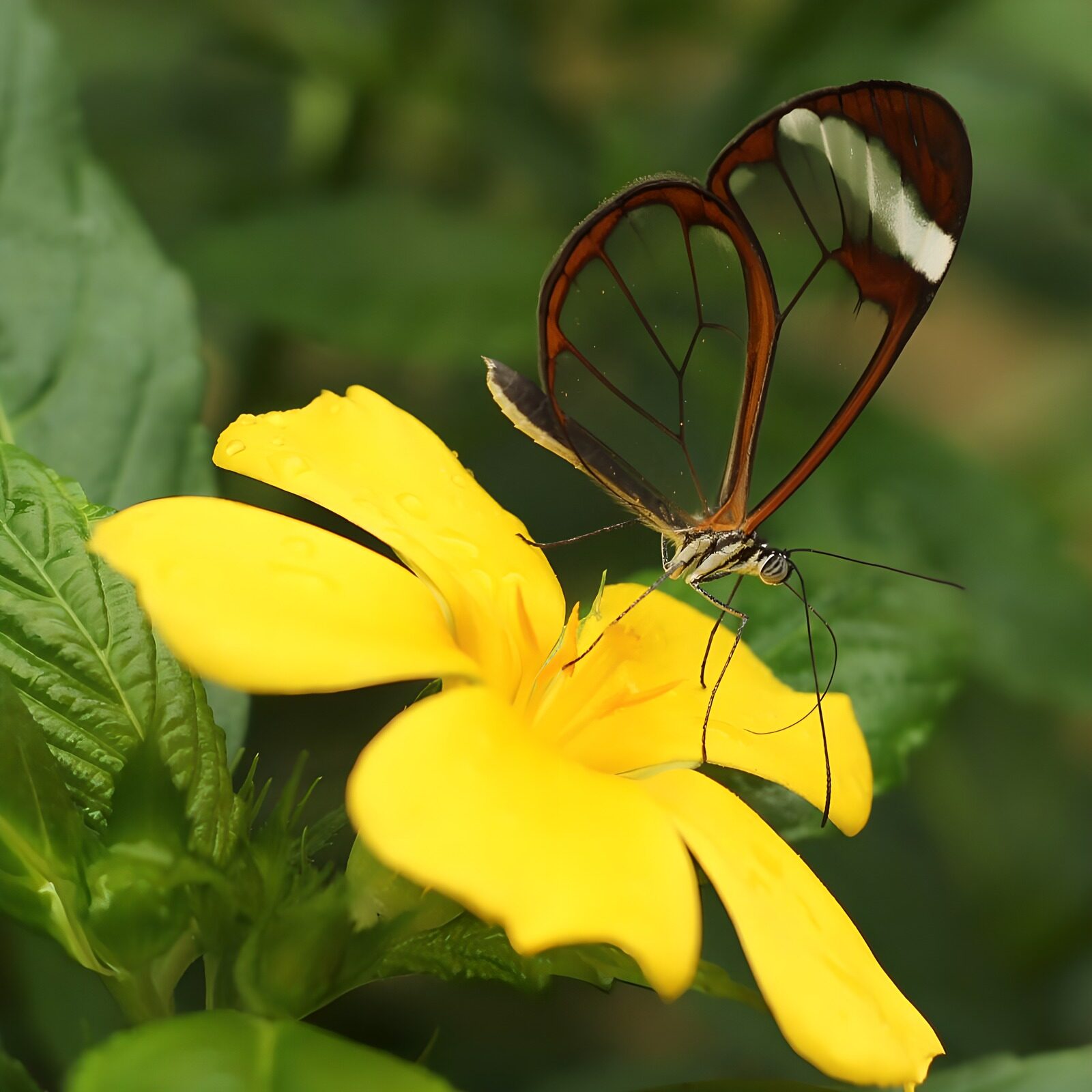 PDGIT8327348: Farfalla di vetro su un fiore giallo