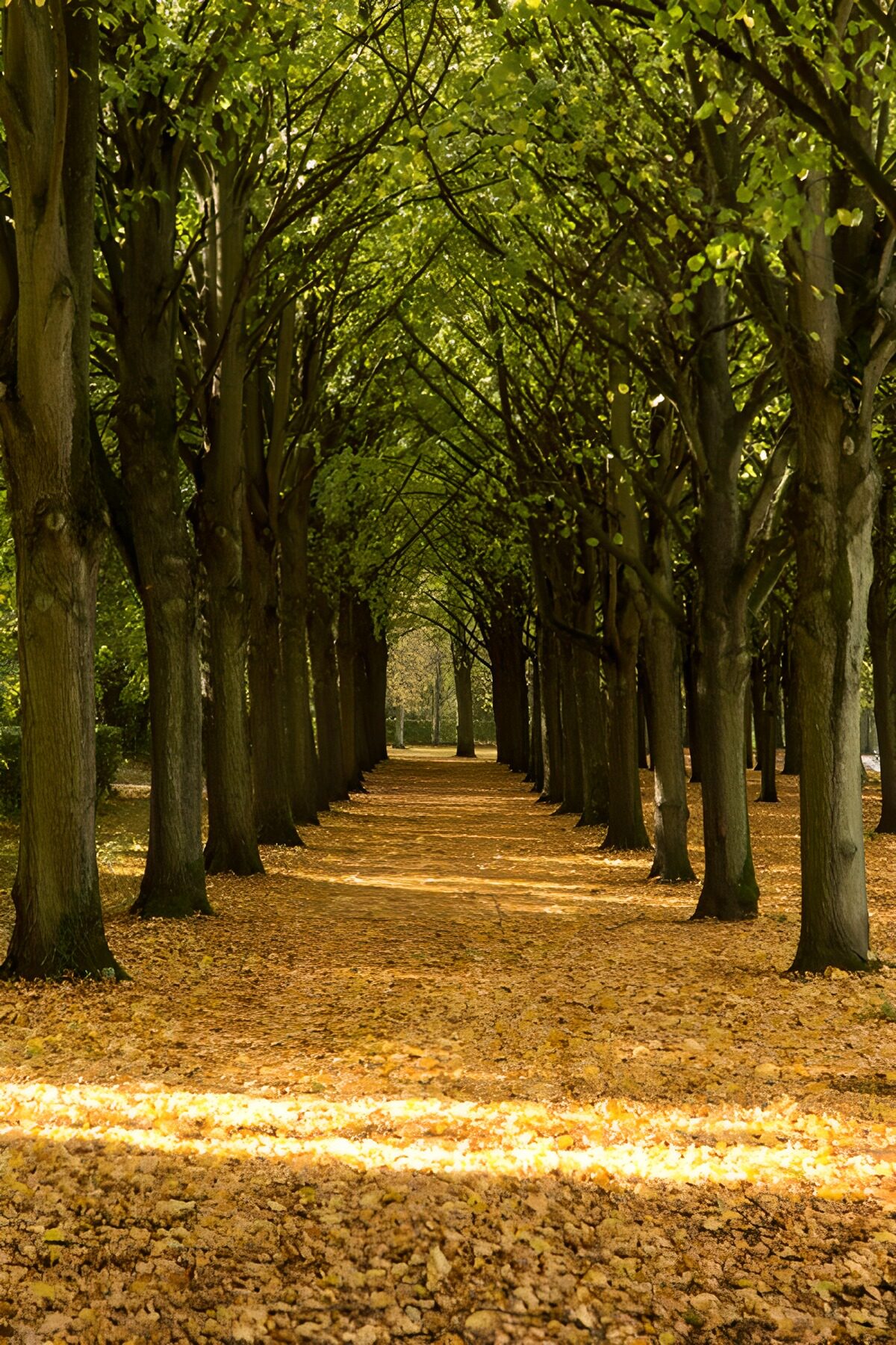 PDGIT8020756: Viale alberato tra ombra e foglie dorate