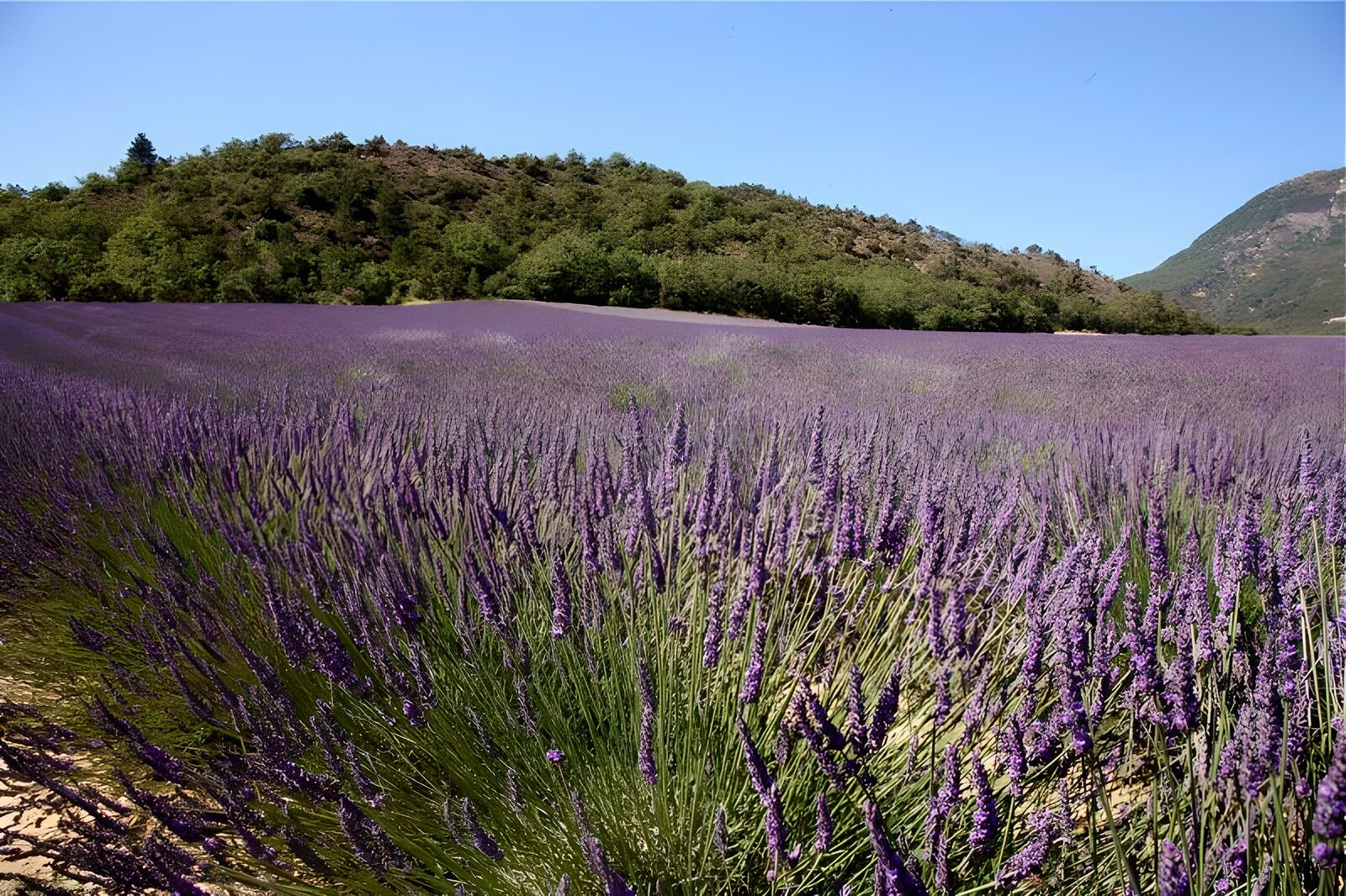 PDGIT9957772: Campo di lavanda nel sole d'estate