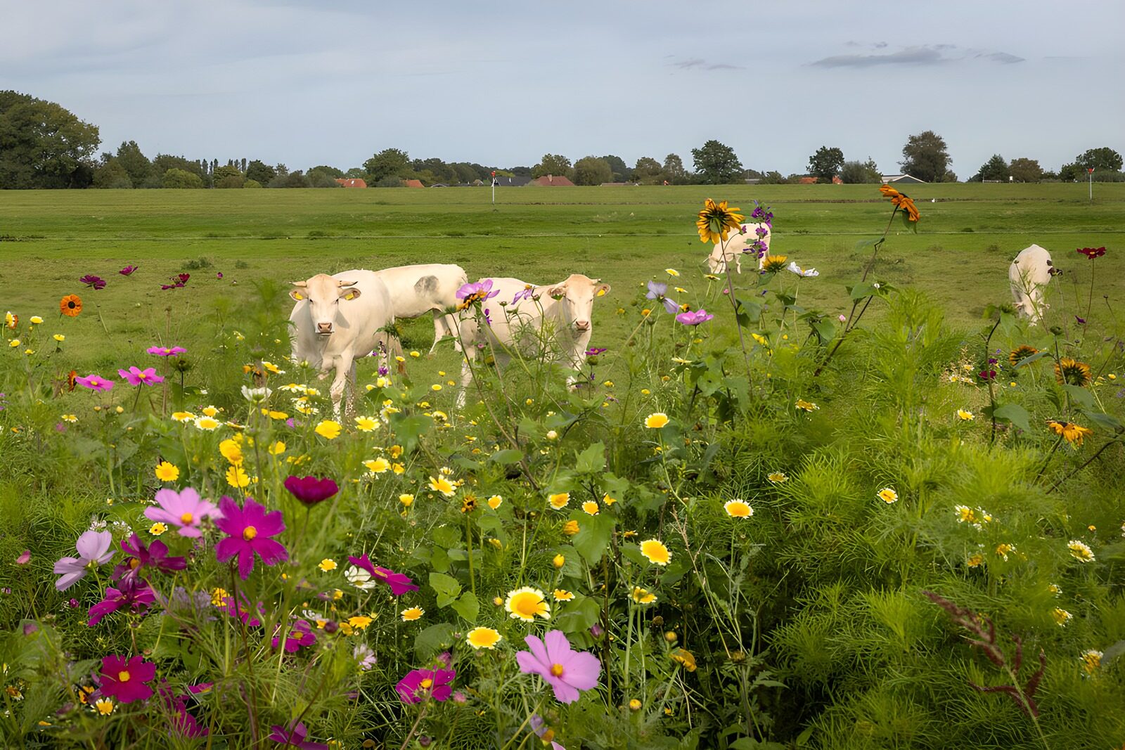 PDGIT6794739: Mucche e fiori nella quiete del pascolo