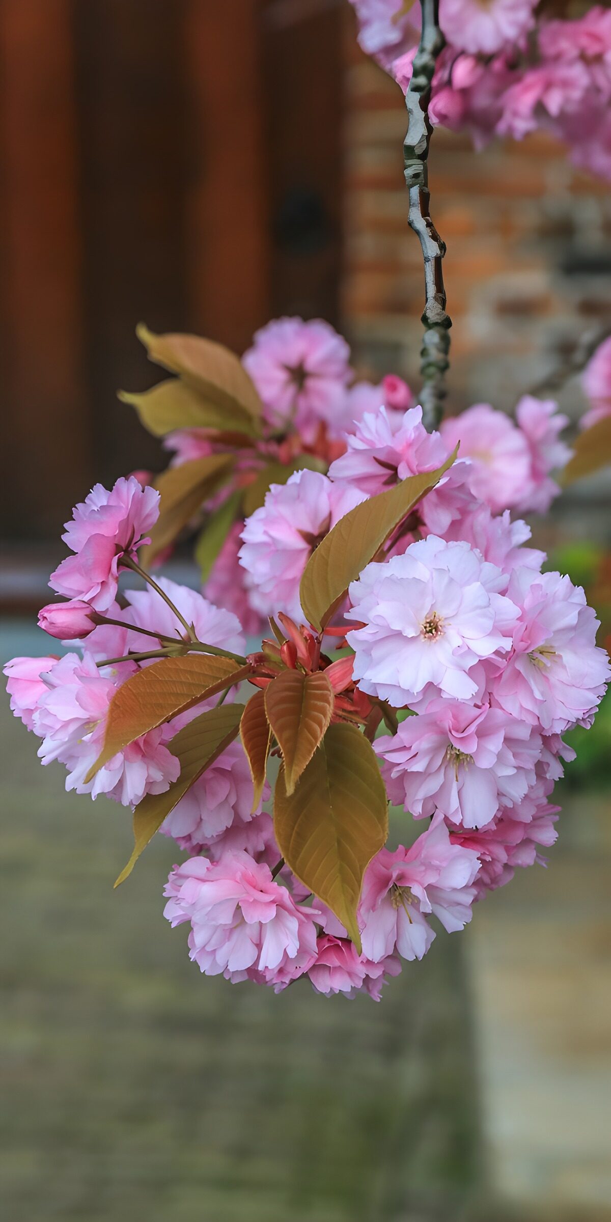 PDGIT6153753: Ramo di ciliegio dai soffici fiori rosa