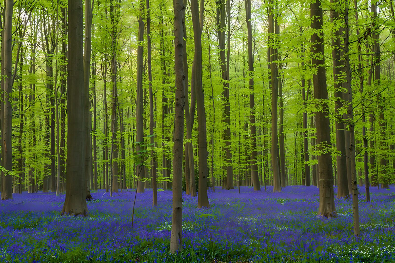 PDGIT6110612: Bosco primaverile con fiori blu