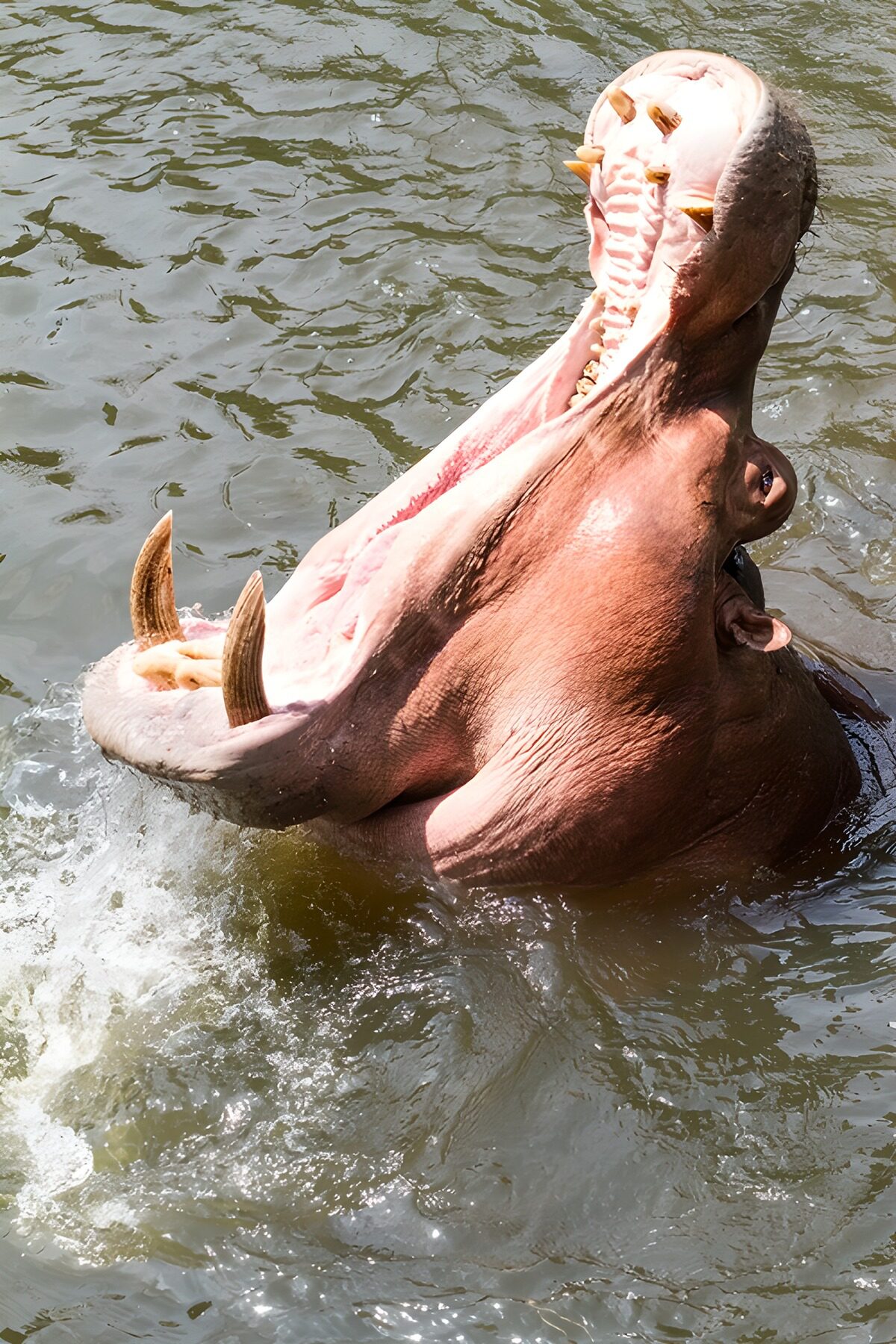 PDGIT5920752: Ippopotamo a bocca aperta tra gli spruzzi