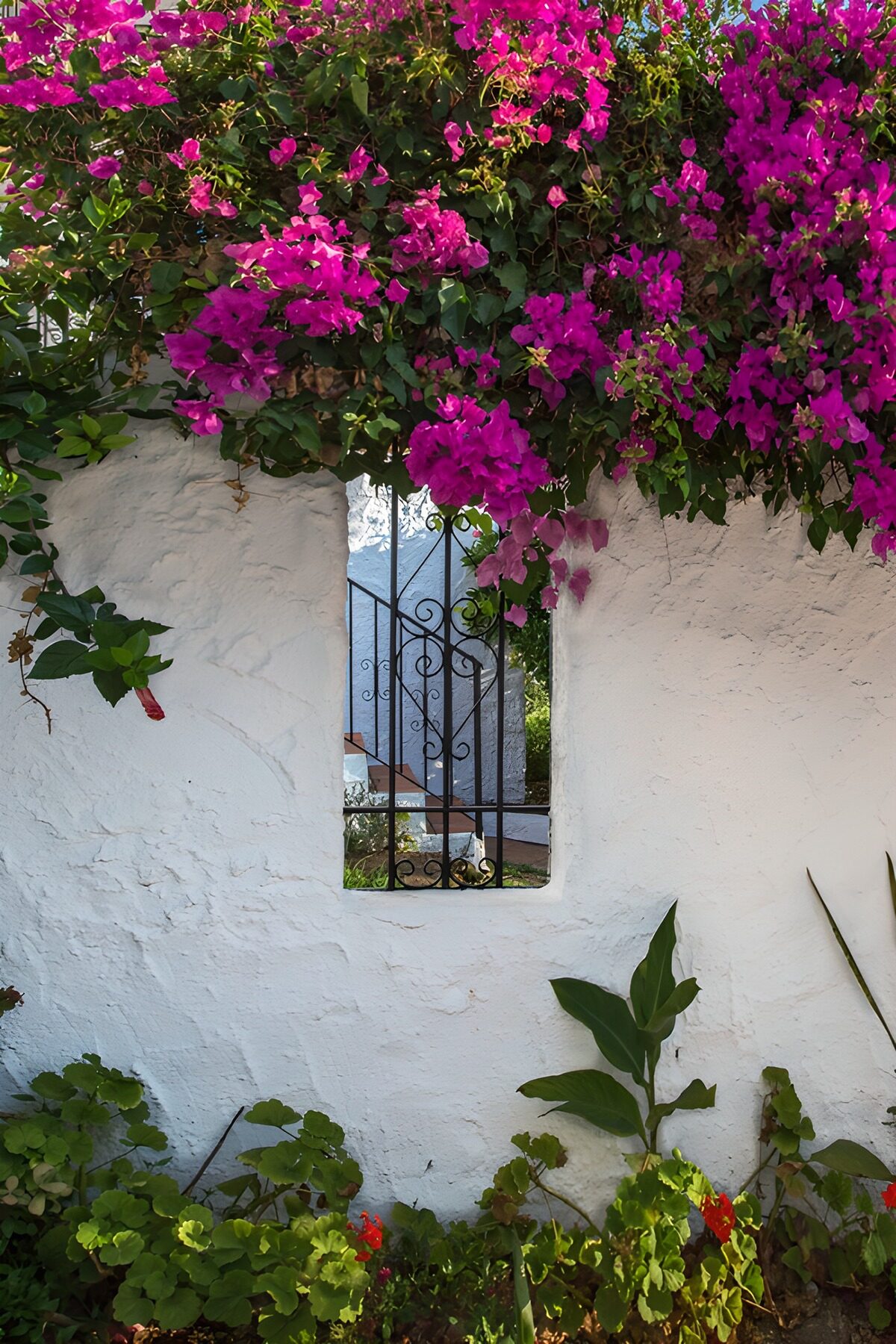 PDGIT7106246: Bougainvillea sul muro bianco