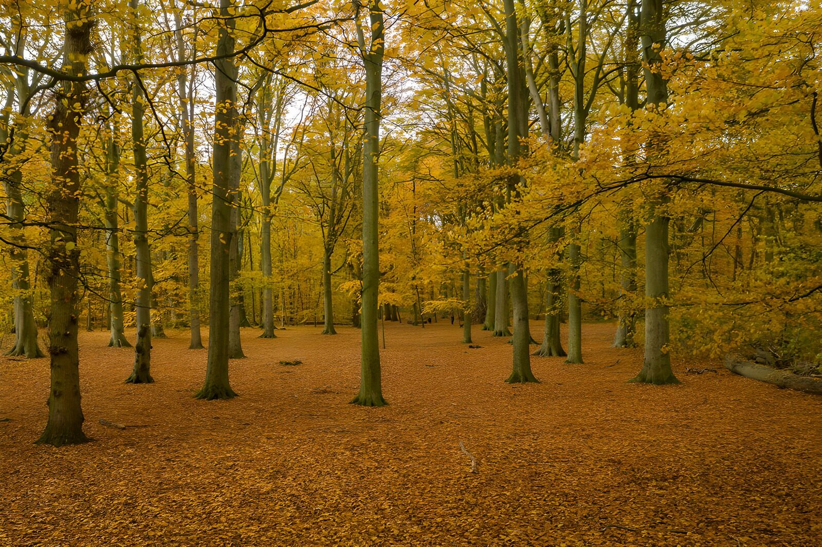 PDGIT5774915: Bosco autunnale dal tappeto dorato