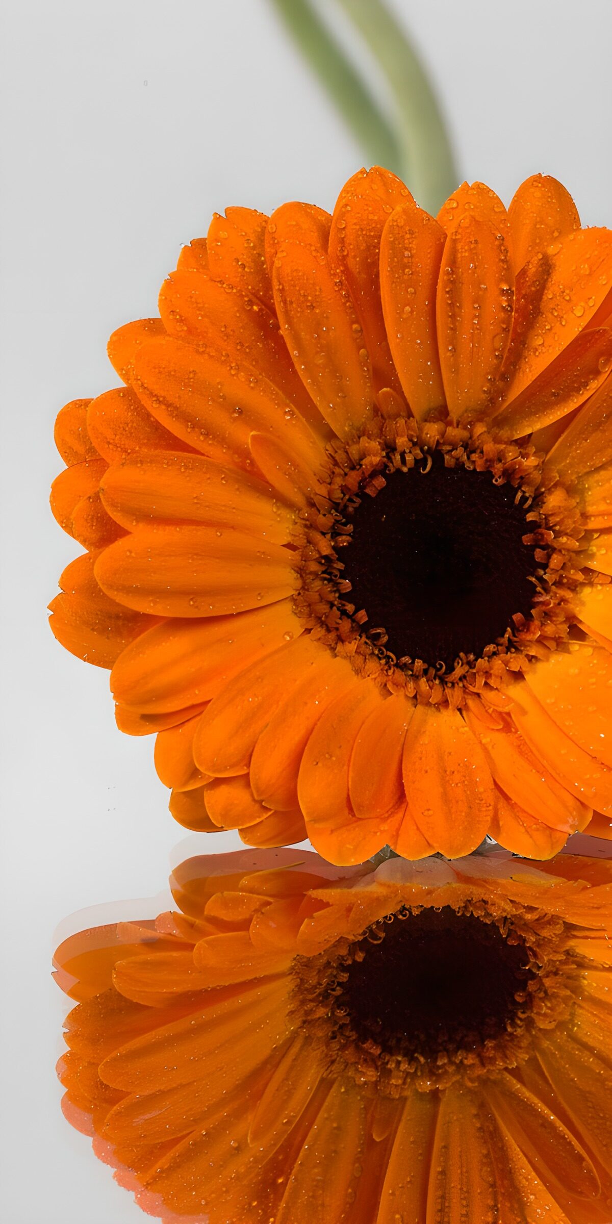 PDGIT1905023: Gerbera arancione con gocce e riflesso