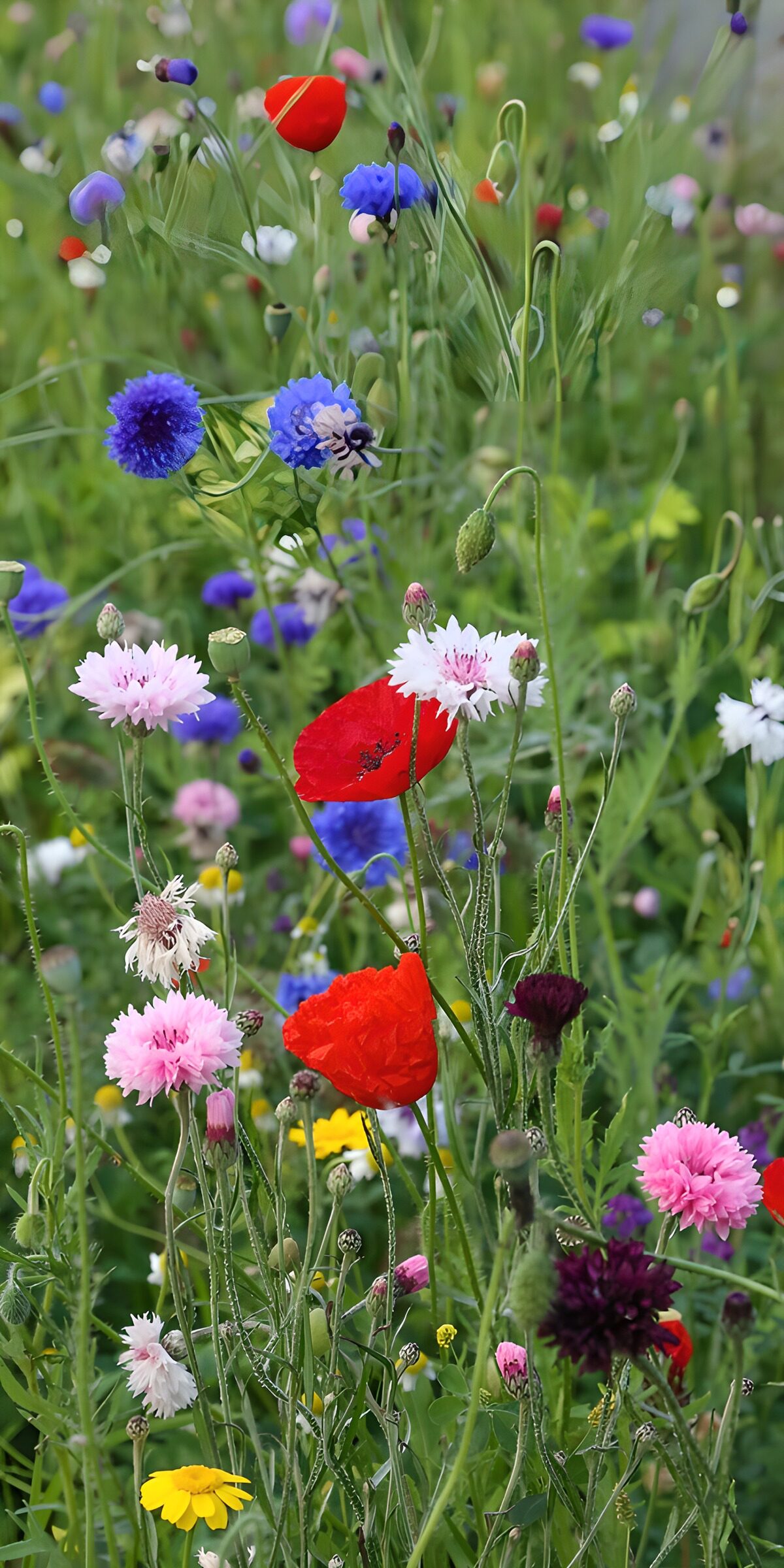 PDGIT7349817: Papaveri rossi e fiori di campo