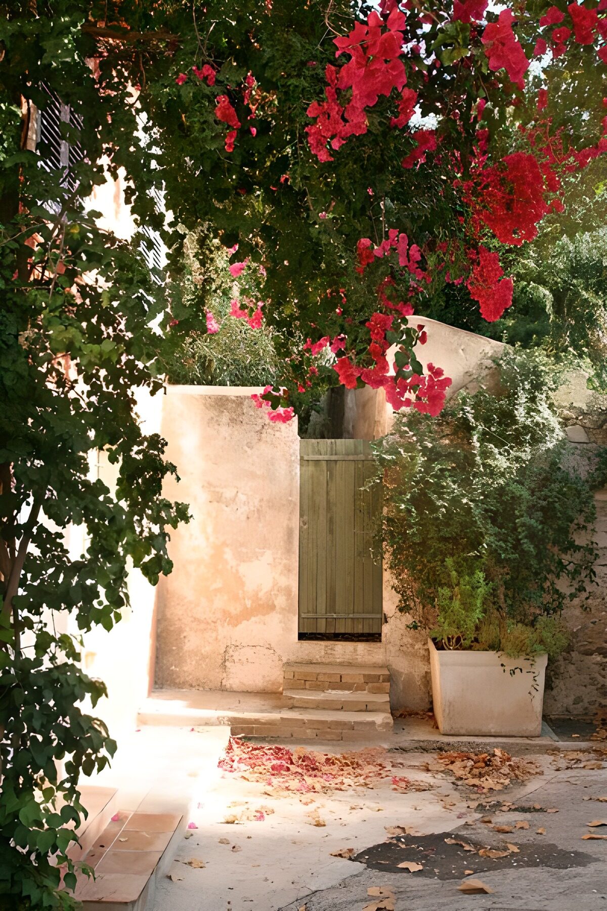 PDGIT6346211: Cancello verde e bougainvillea al sole