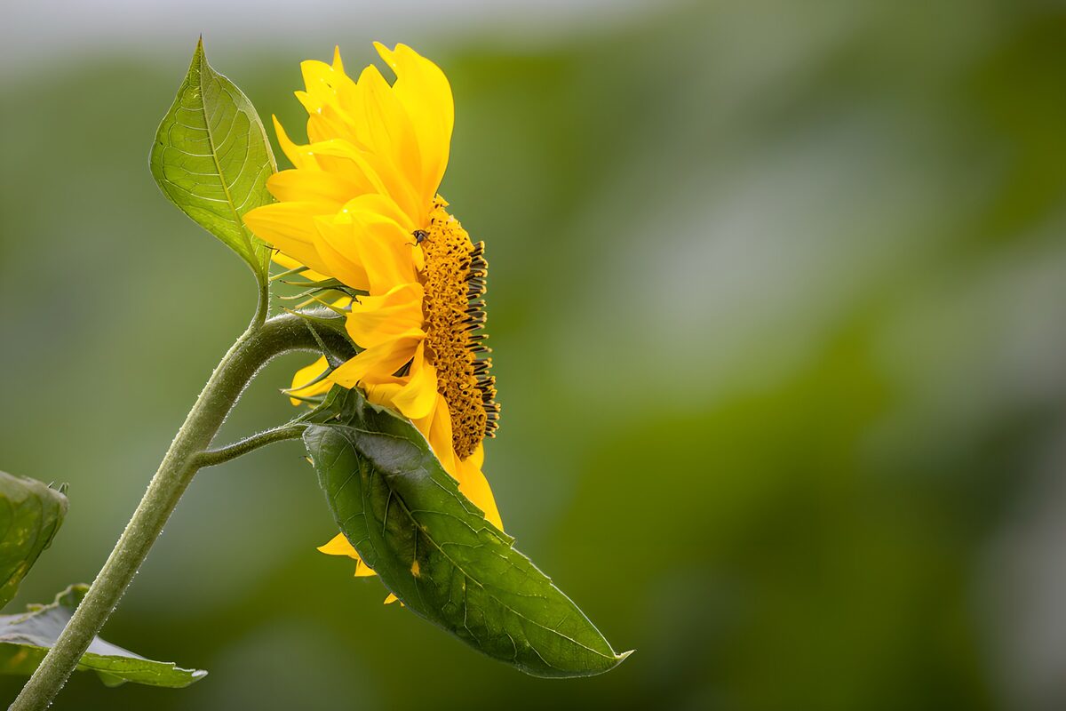 PDGIT2208612: Girasole di profilo nella luce