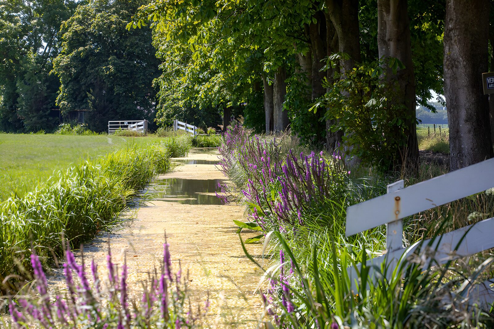 PDGIT2158148: Canale tra fiori viola e ombre d’estate