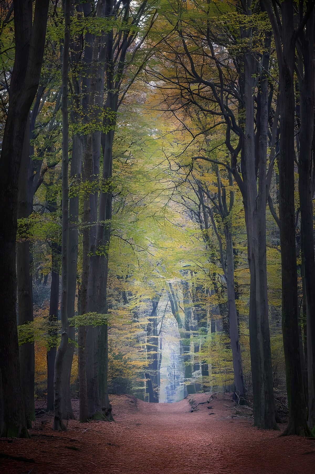 PDGIT2879047: Sentiero autunnale nel bosco in penombra