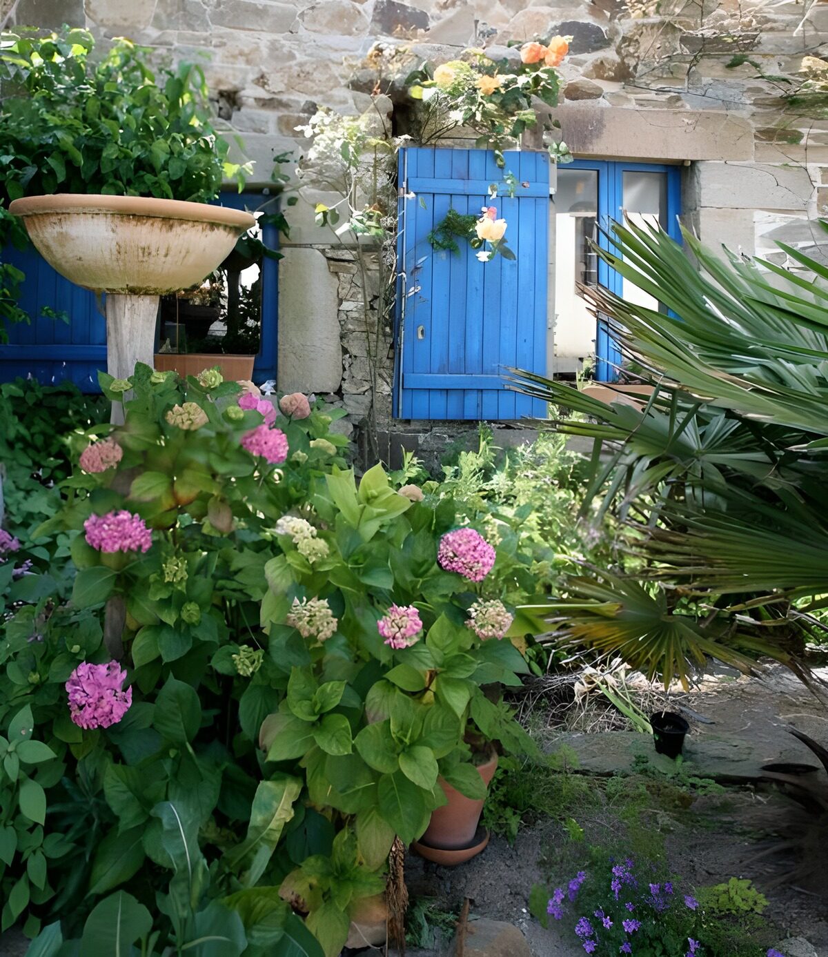 PDGIT1991900: Ortensie rosa e persiane blu al sole
