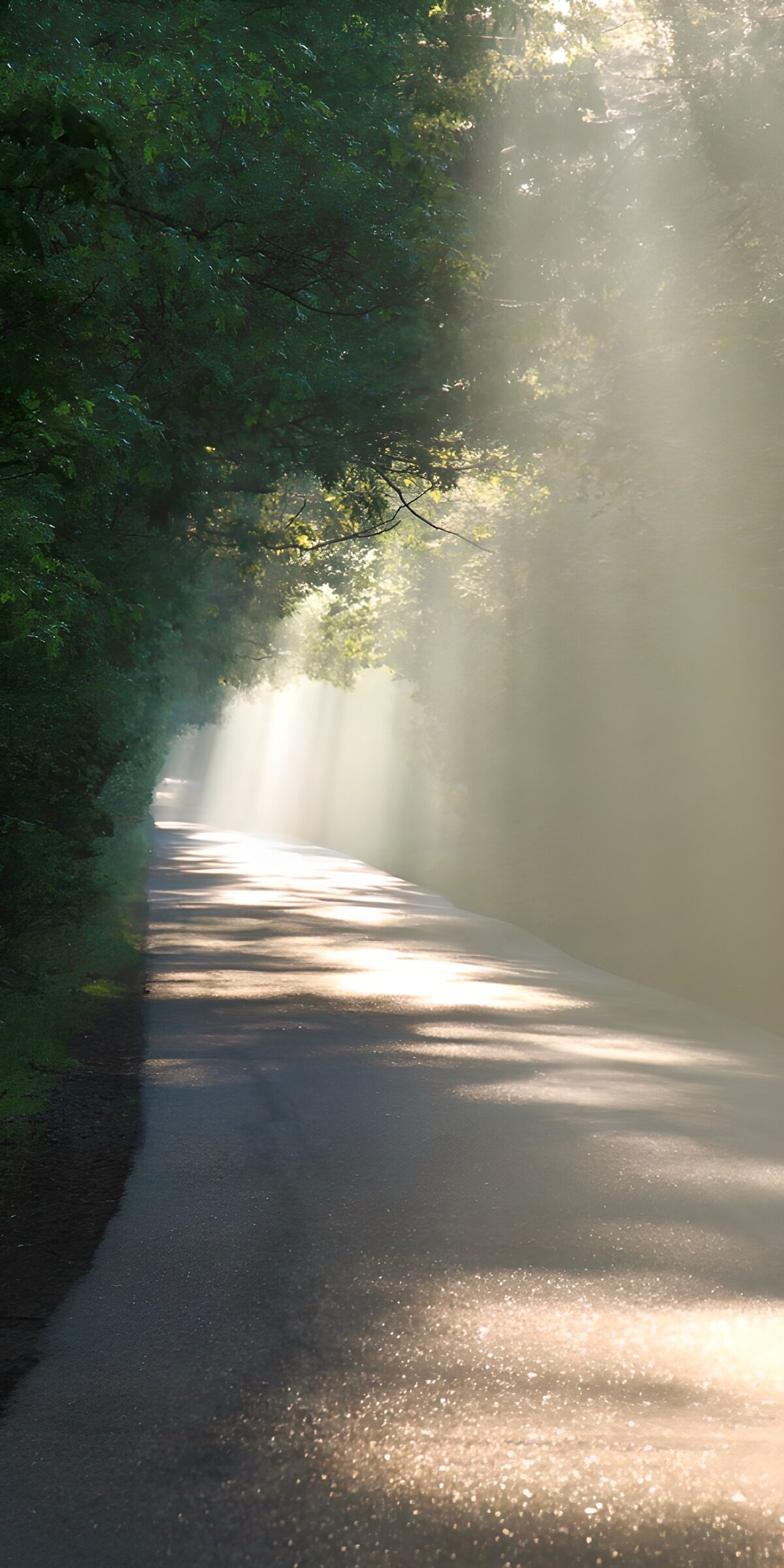 PDGIT3258497: Strada nel bosco tra luce e ombra
