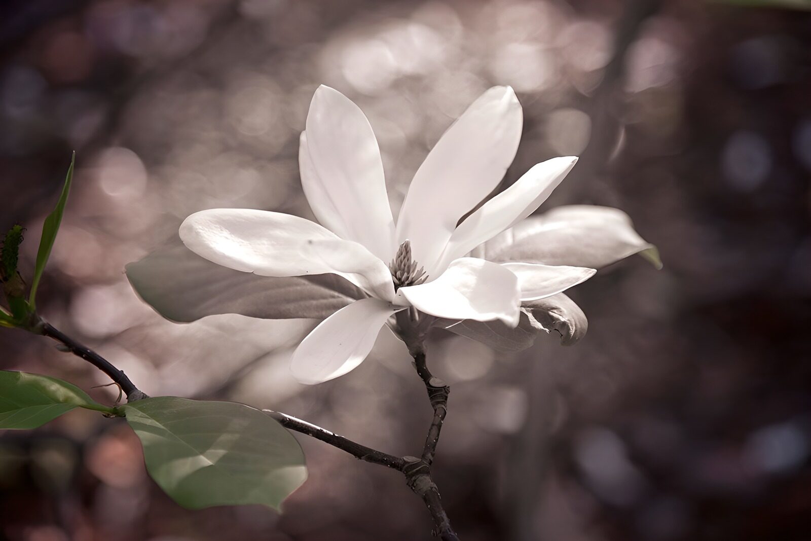 PDGIT1168814: Magnolia bianca in piena luce