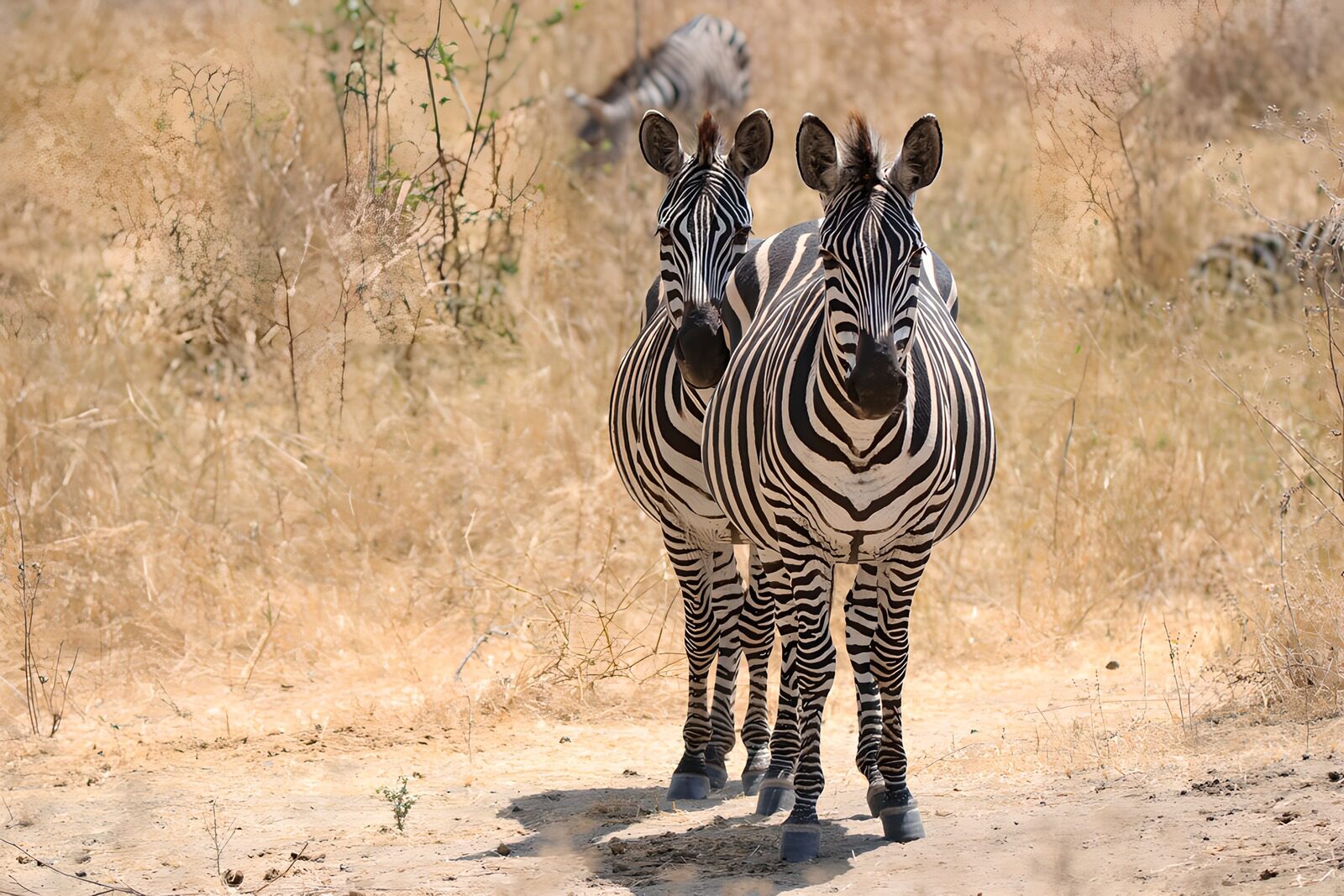 PDGIT5245672: Due zebre sul sentiero assolato