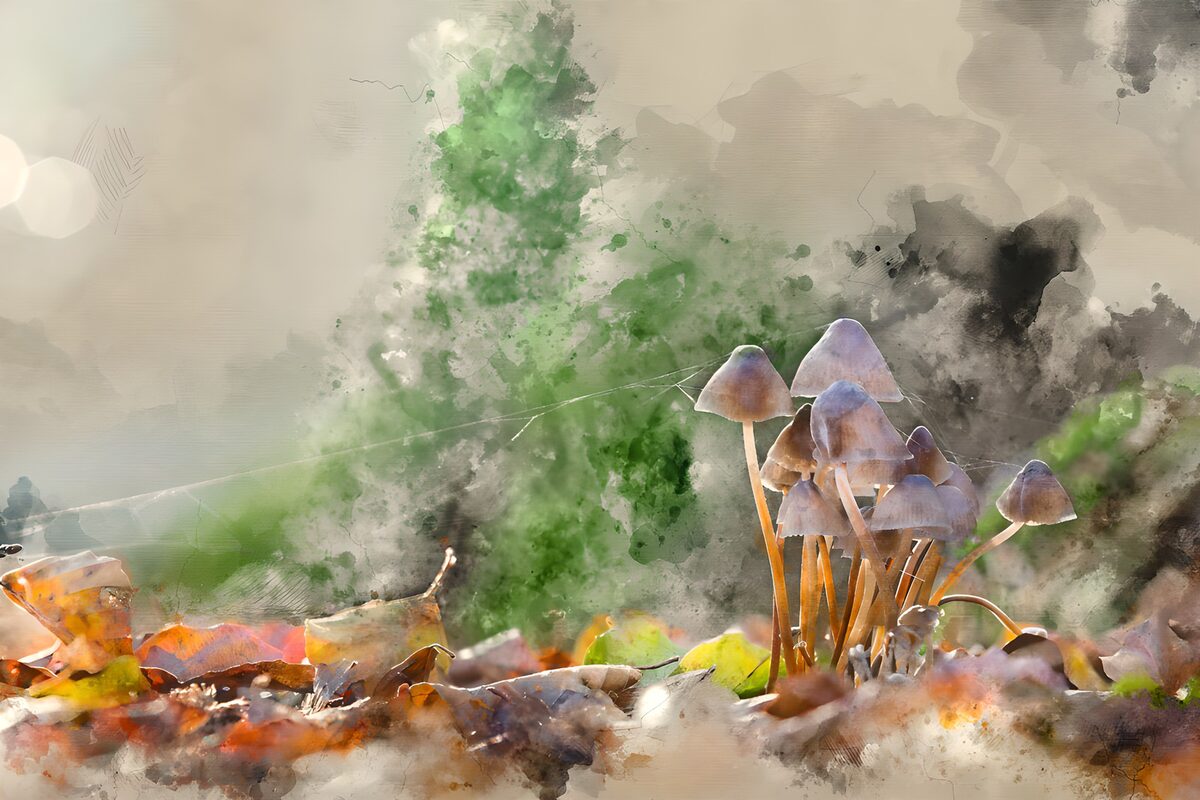 PDGIT9945392: Funghi viola tra le foglie d’autunno