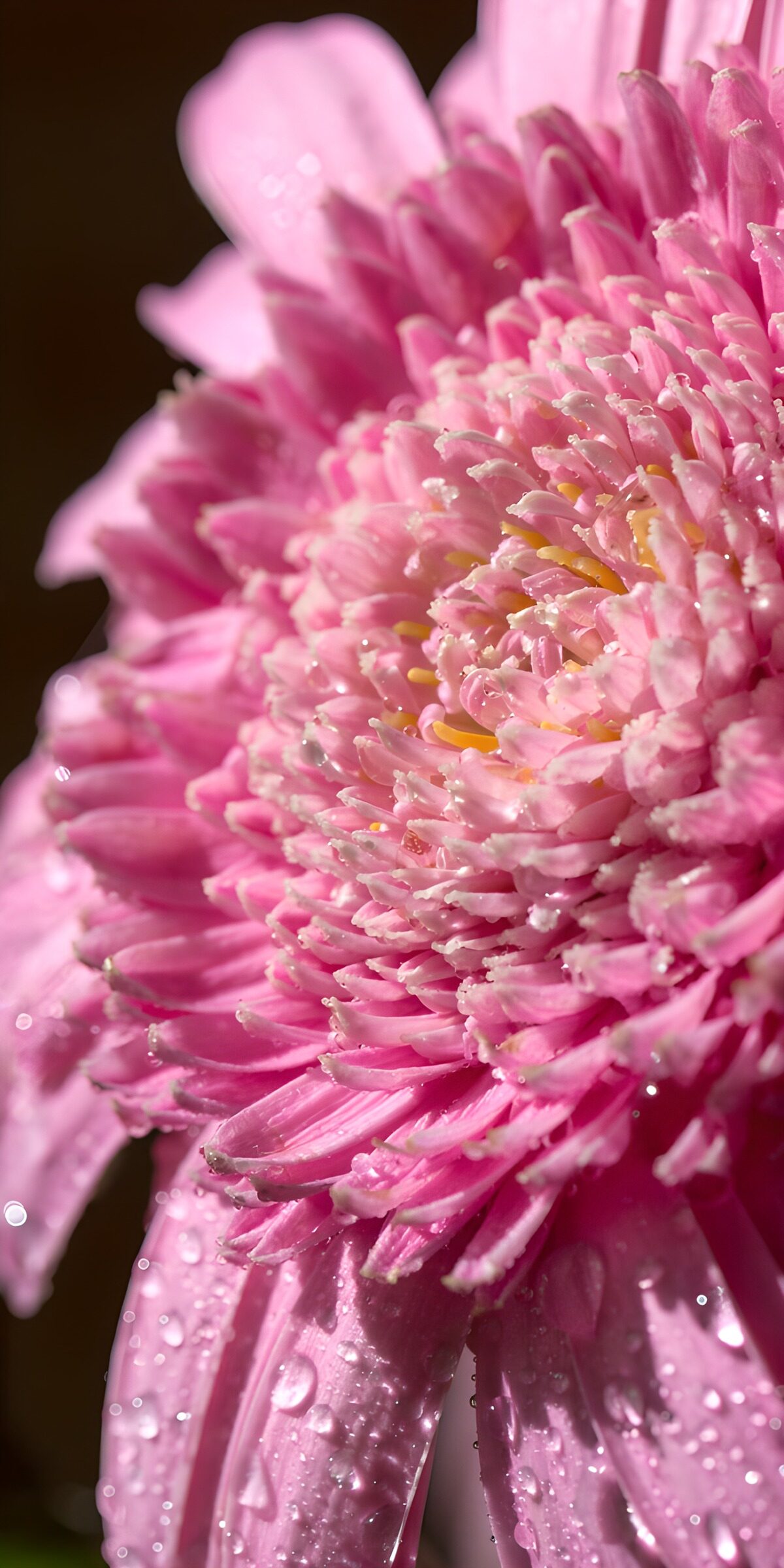 PDGIT4607088: Fiore rosa con gocce di luce